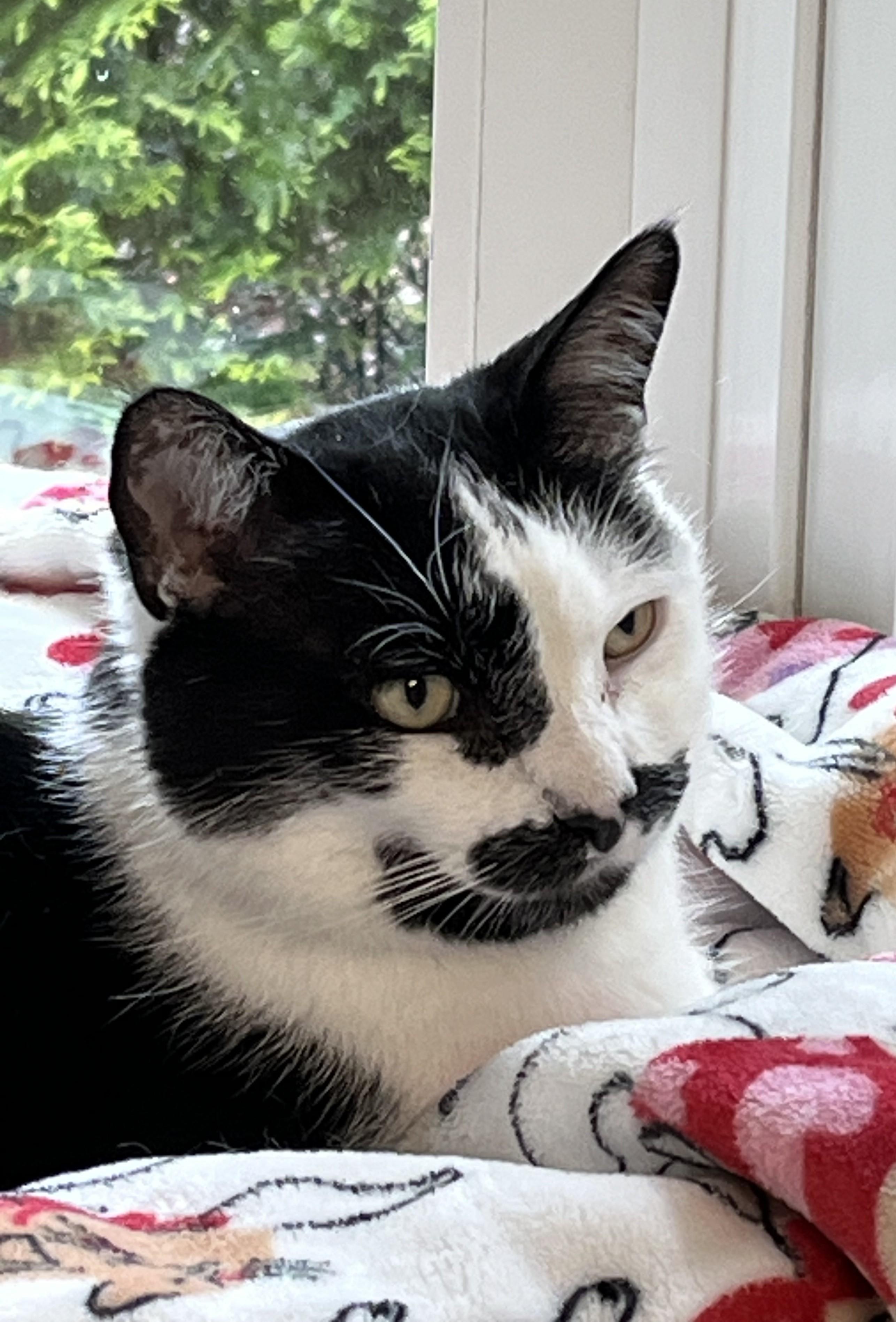 Joey, Adoptable, Young Male Domestic Short Hair.