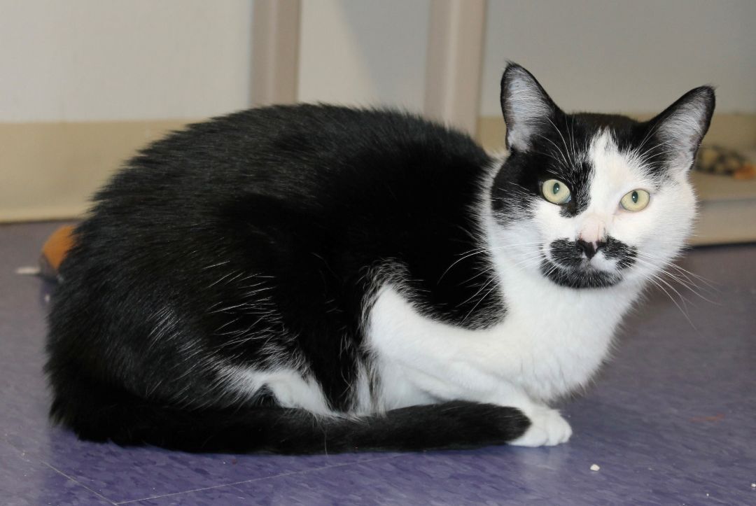 Enlarge Joey, a Adoptable mixed breed in Harrison, NY image 4/6