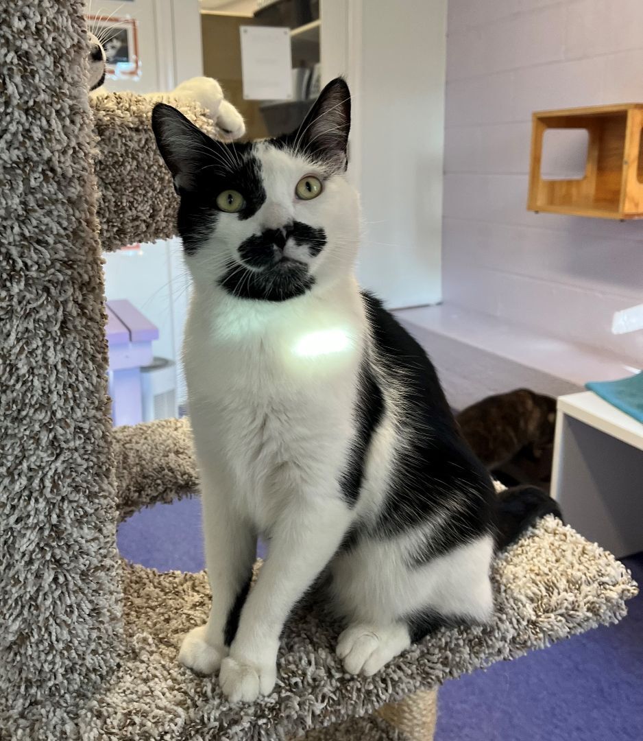 Enlarge Joey, a Adoptable mixed breed in Harrison, NY image 5/6