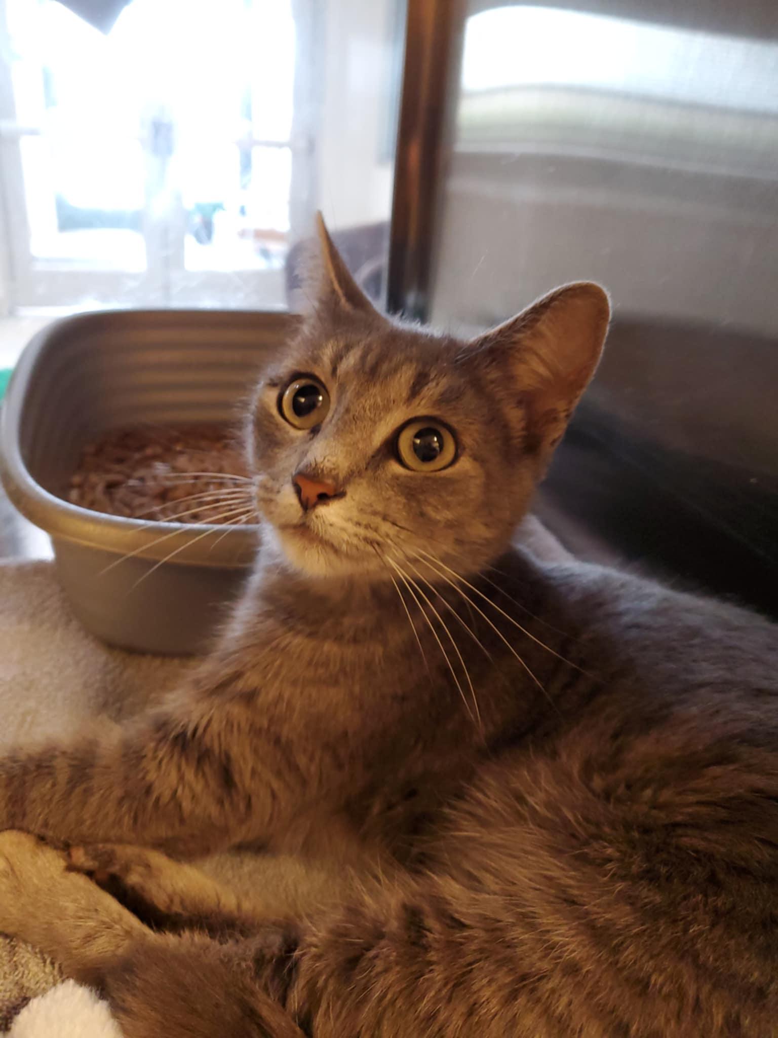 Starr, Young Female Domestic Short Hair