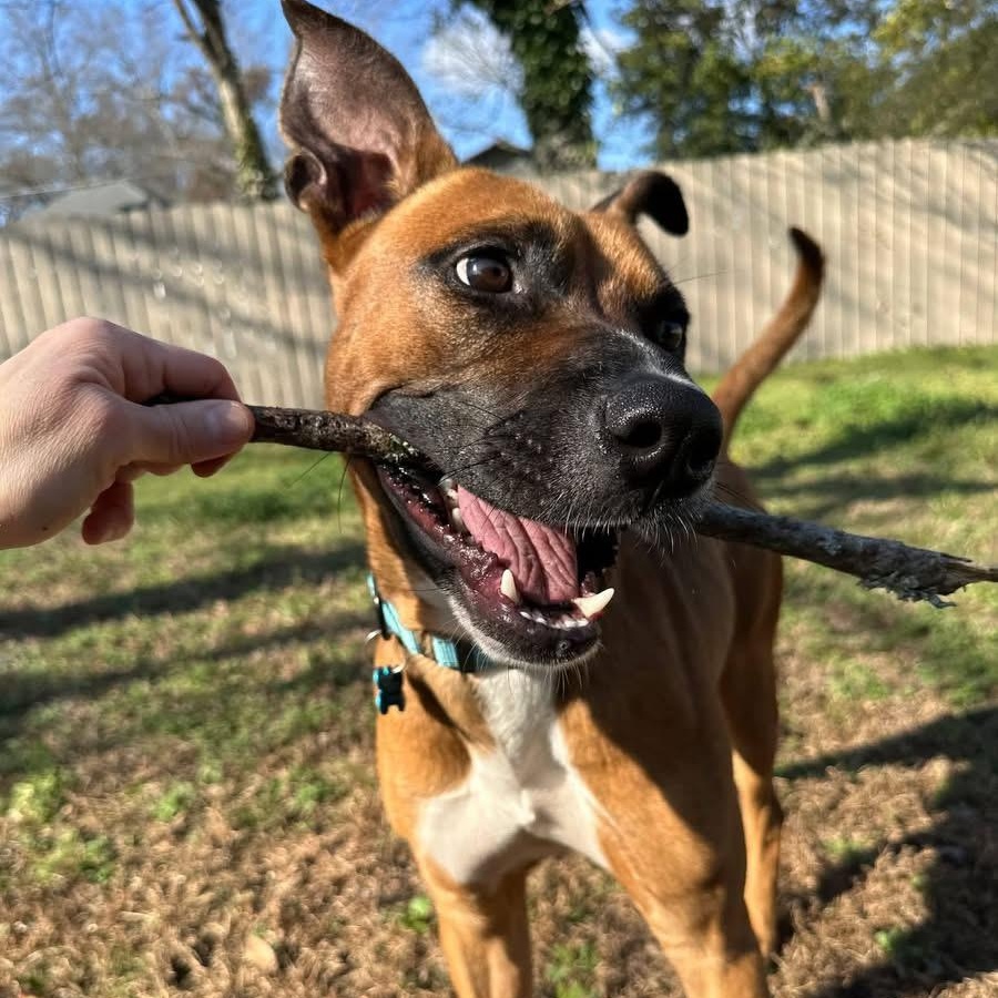 Enlarge Boom, a ADOPTABLE mixed breed in Grove City , PA image 3/3