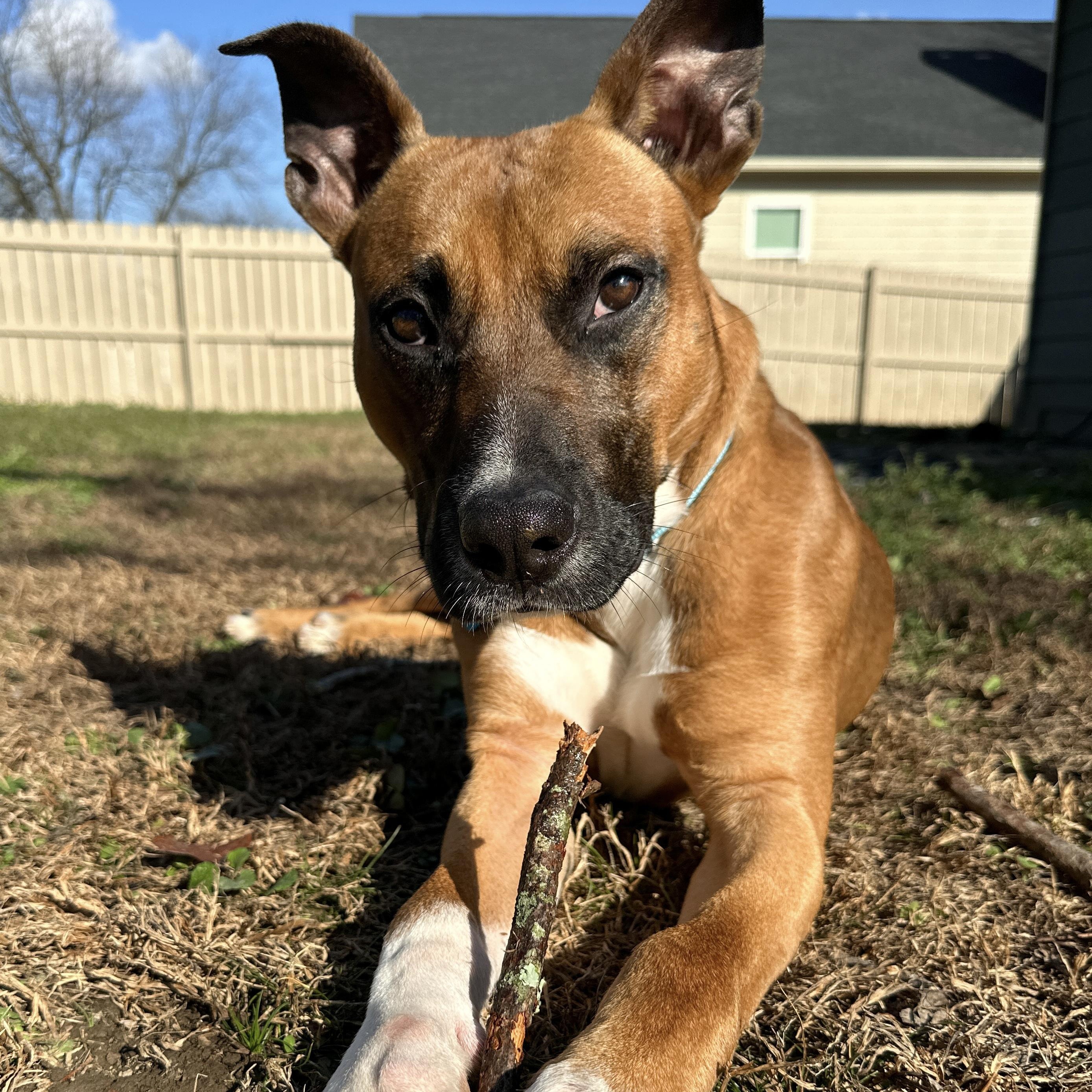 Enlarge Boom, a ADOPTABLE mixed breed in Grove City , PA image 2/3