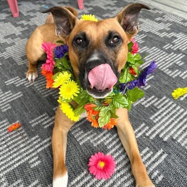 Enlarge Boom, a ADOPTABLE mixed breed in Grove City , PA image 1/3