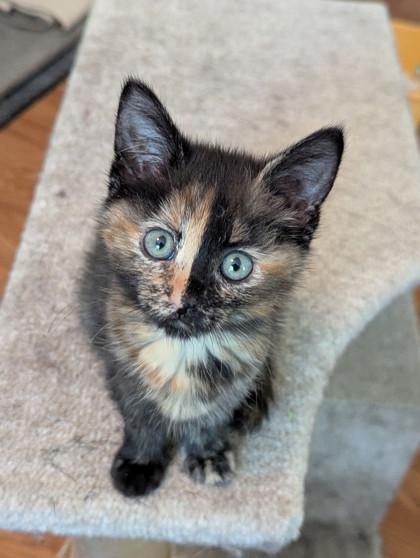 Friskie, Adoptable, Kitten Female Domestic Short Hair & Domestic Short Hair.