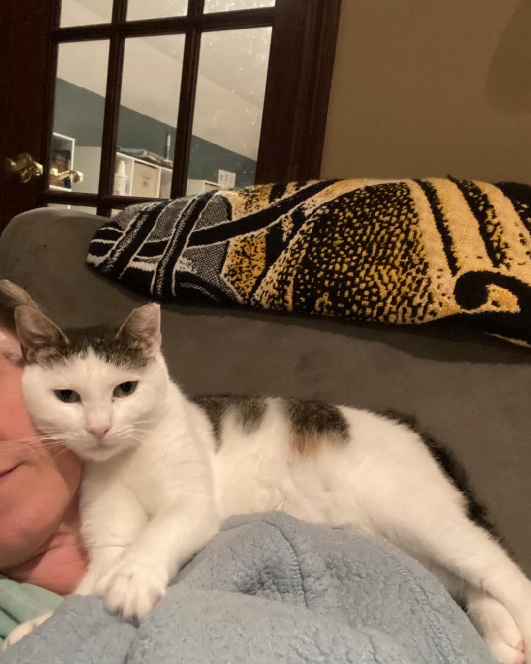 Mandy, Adoptable, Adult Female Domestic Short Hair.