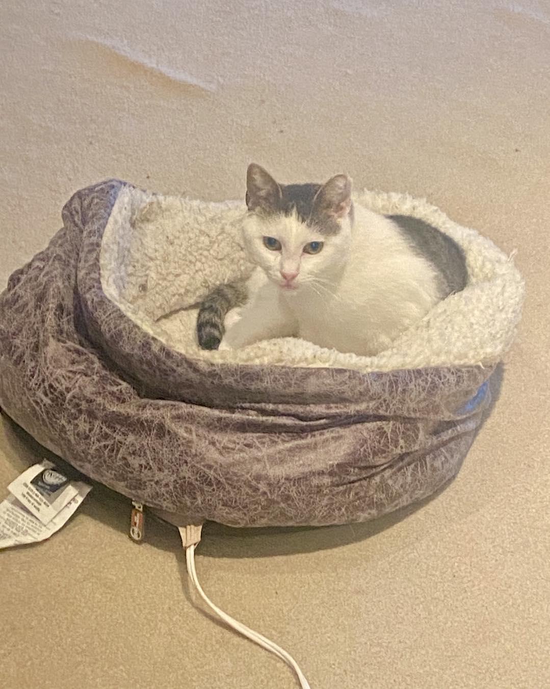 Mandy, a Adoptable Domestic Short Hair in Rochester, NY image 2/3