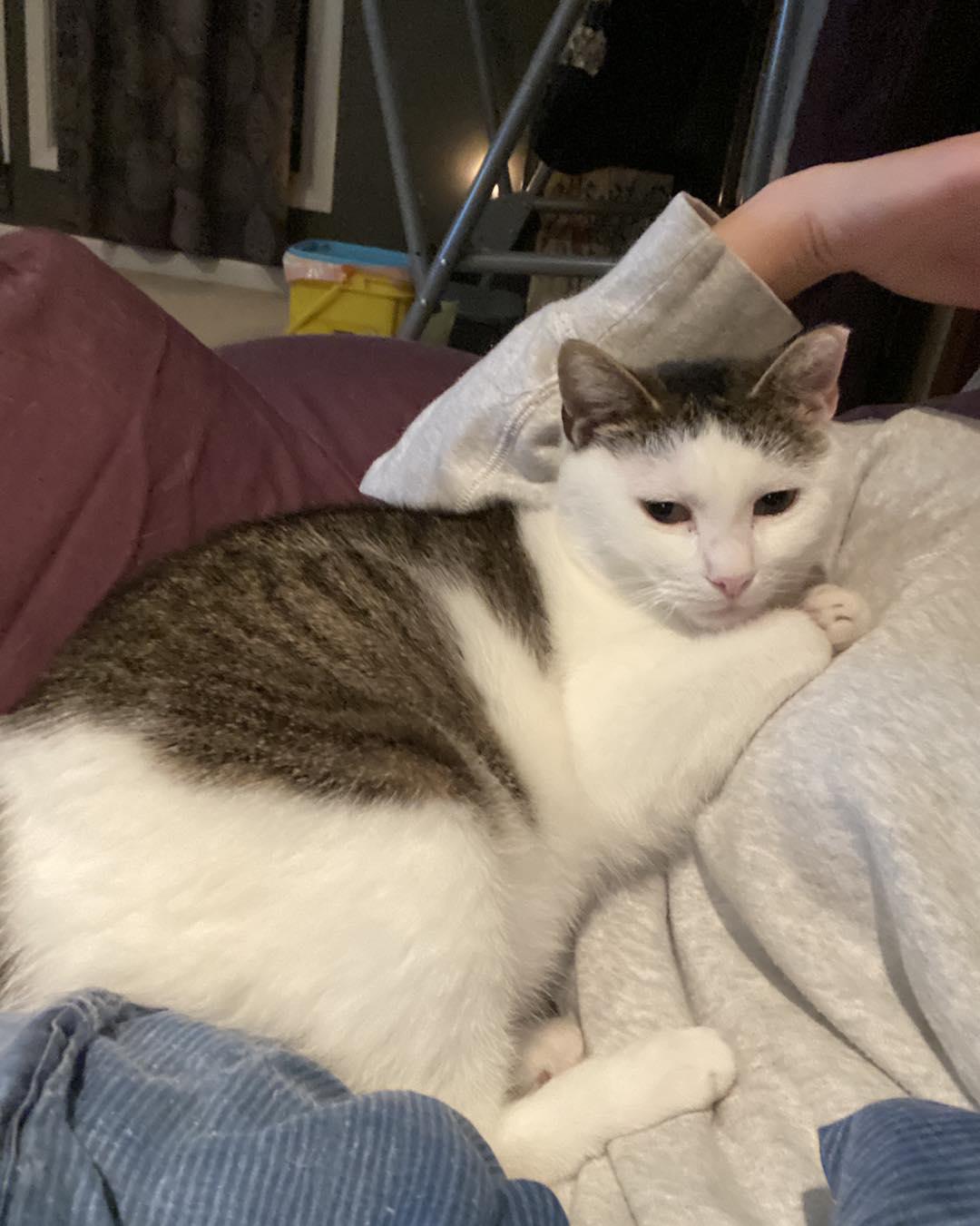 Mandy, a Adoptable Domestic Short Hair in Rochester, NY image 3/3