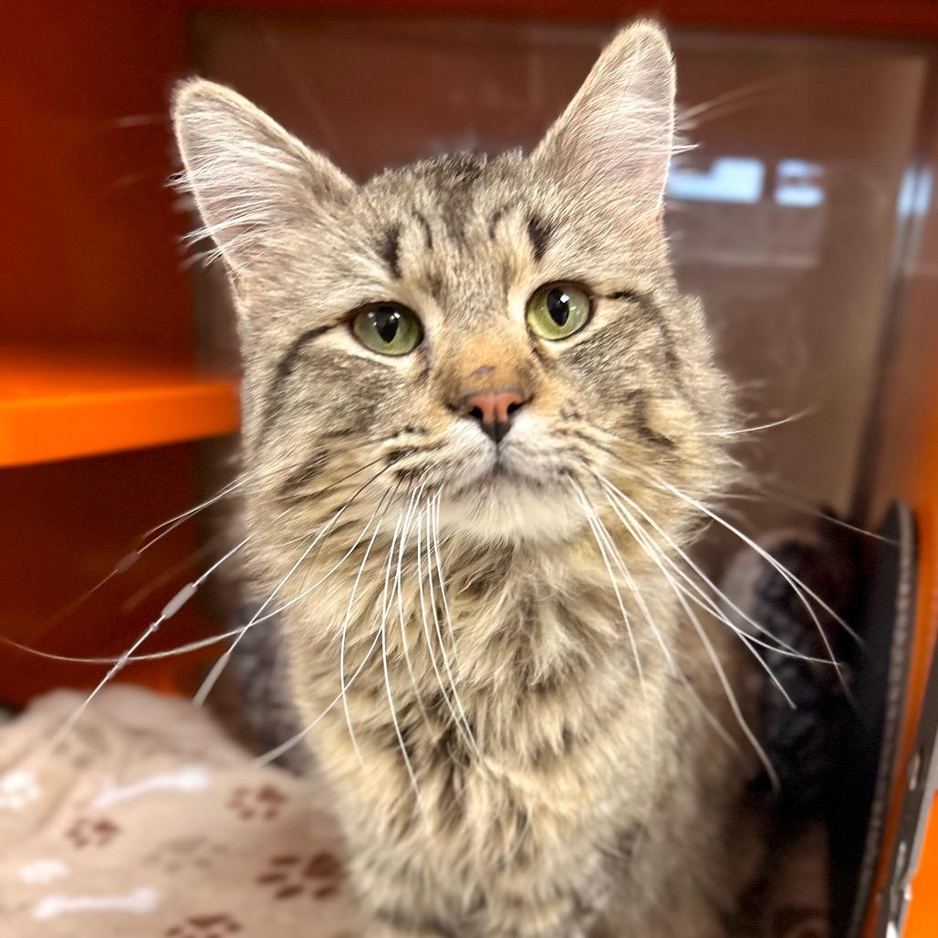 Dill Pickle — thumbnail 2