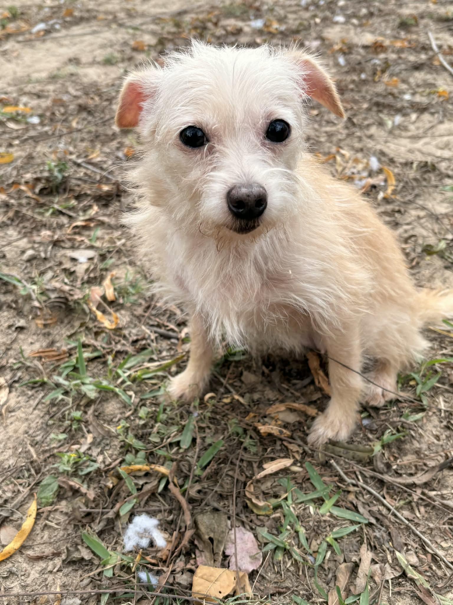 Enlarge Amazing Annie, an adopted mixed breed in Richmond , TX image 4/6