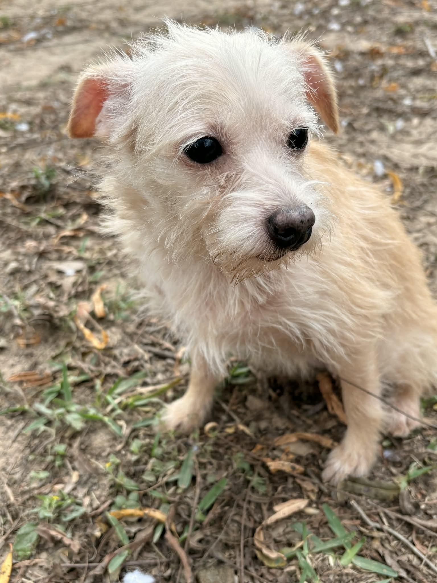 Enlarge Amazing Annie, an adopted mixed breed in Richmond , TX image 5/6