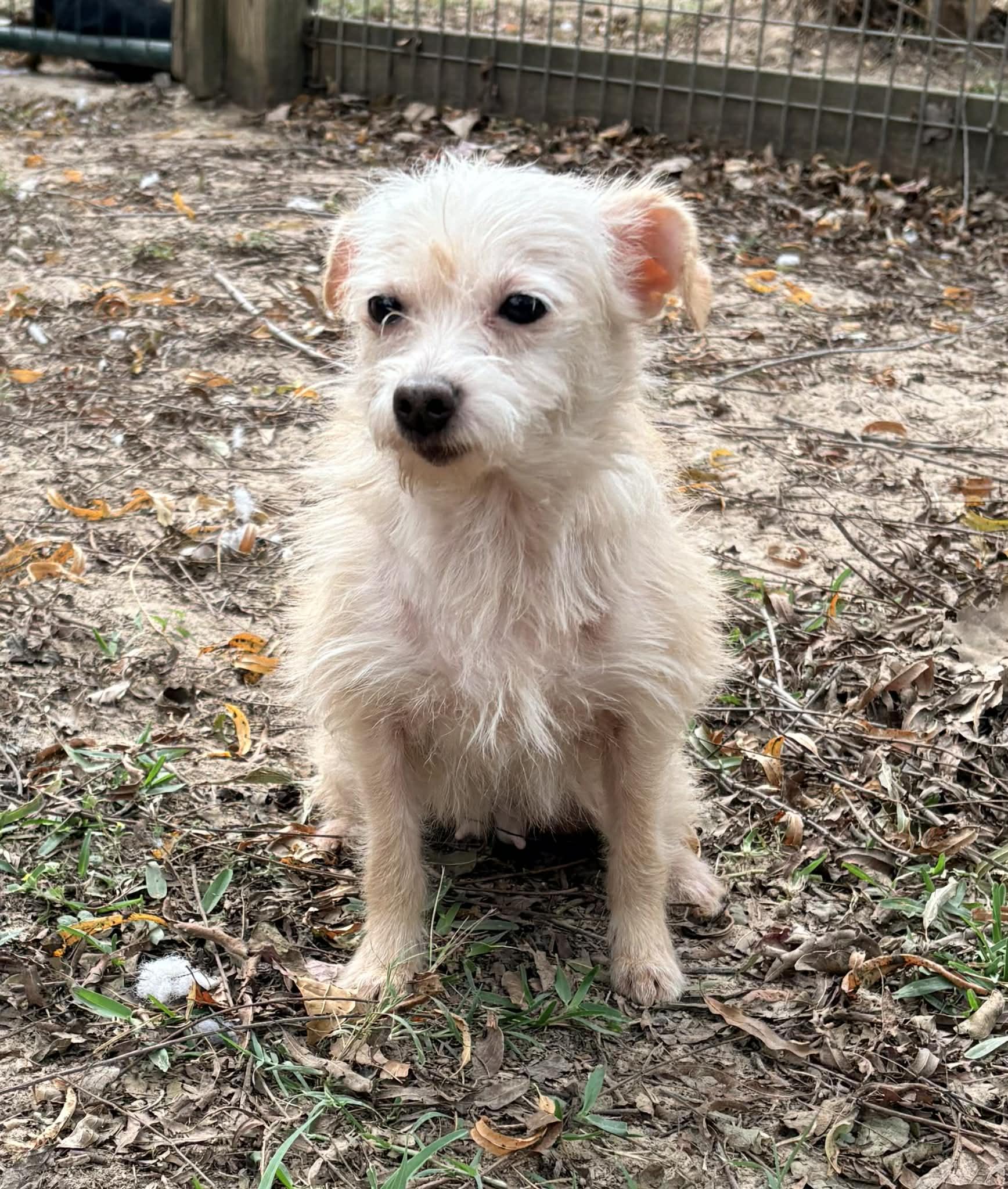 Enlarge Amazing Annie, an adopted mixed breed in Richmond , TX image 6/6