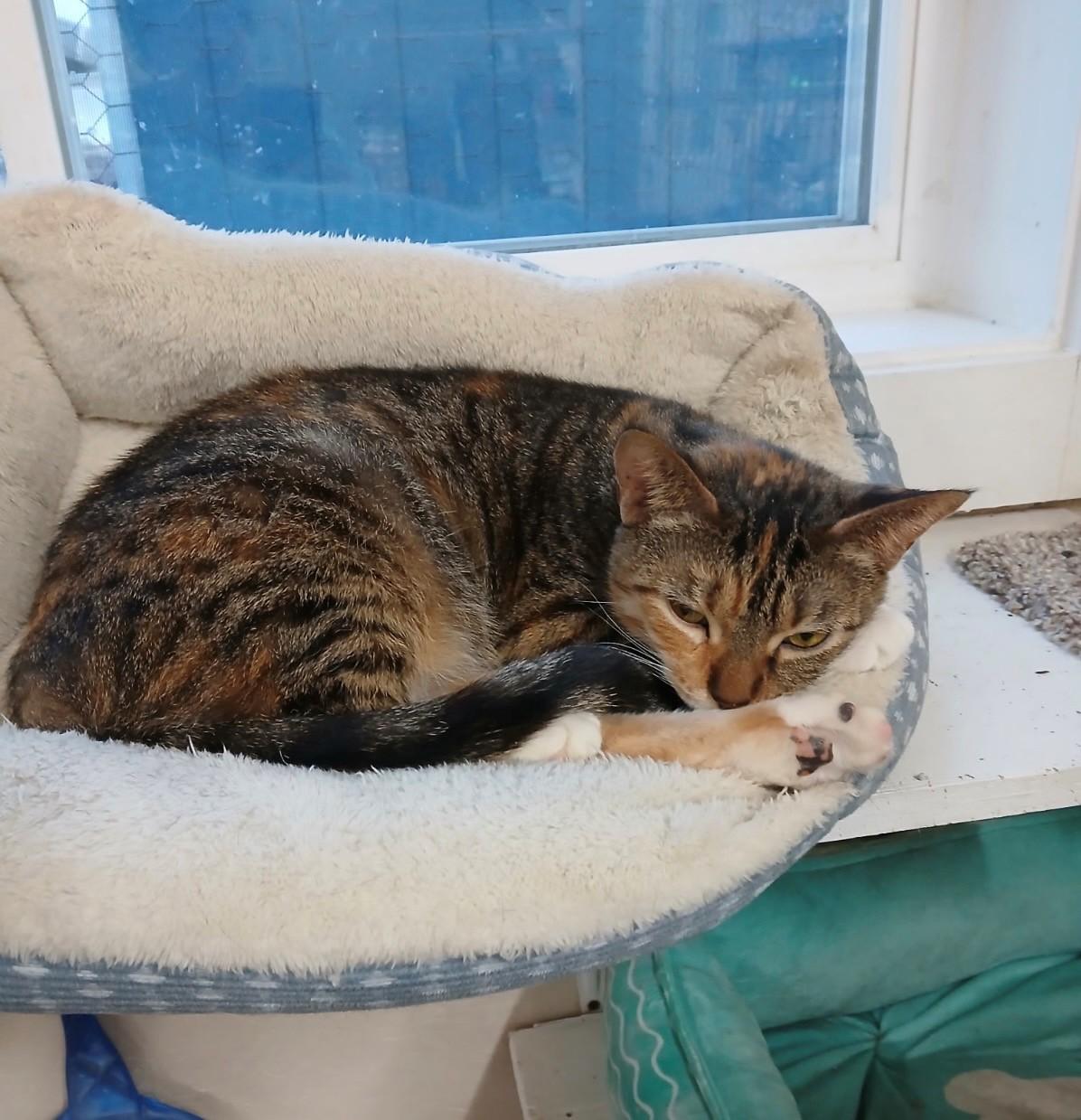 Annie, a ADOPTABLE Domestic Short Hair in Walworth, WI image 2/2