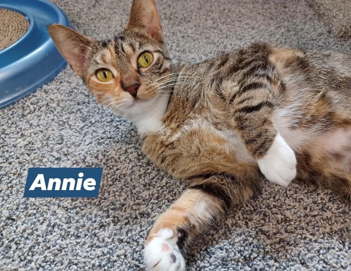 Annie, a ADOPTABLE Domestic Short Hair in Walworth, WI image 1/2