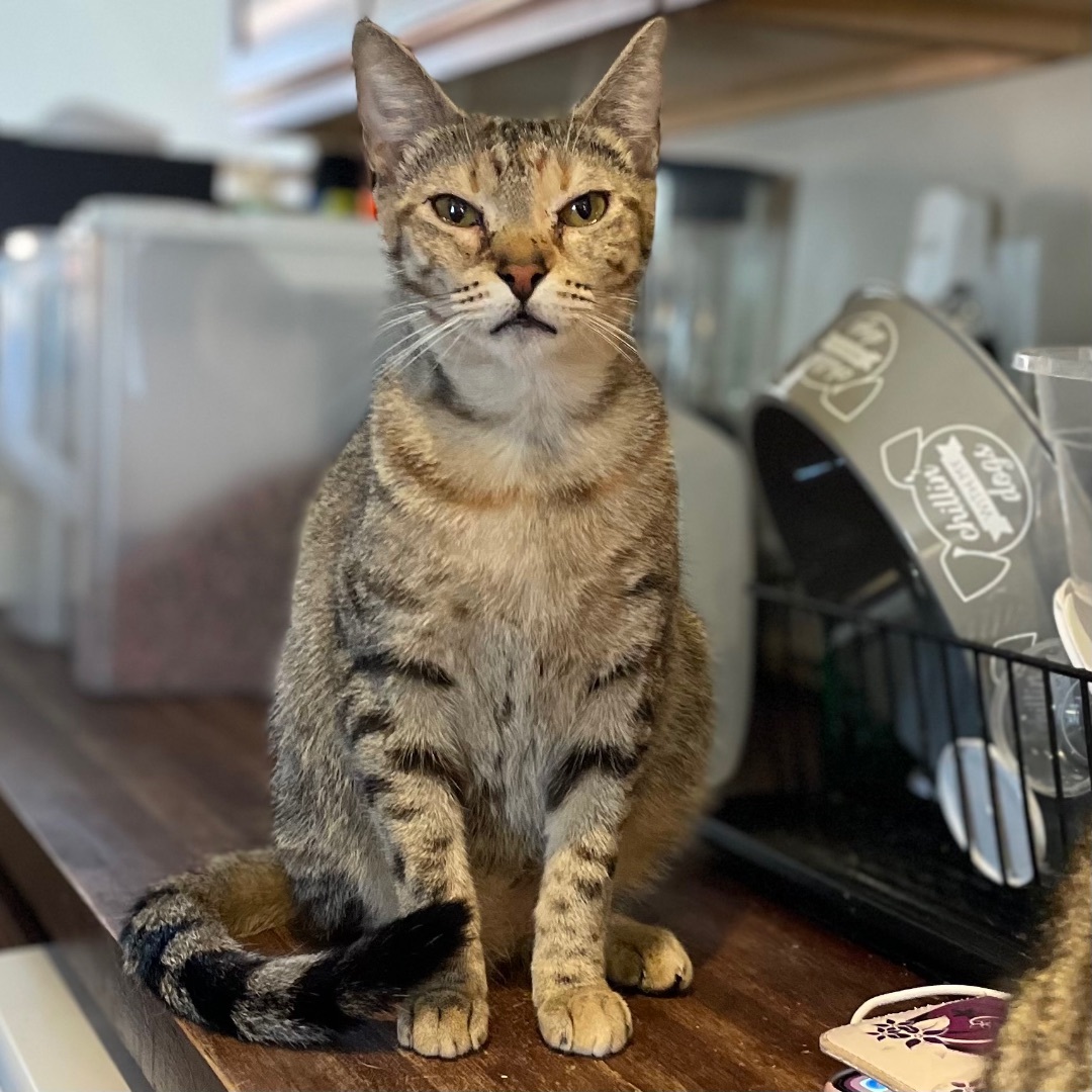 Cheerio, a Adoptable Domestic Short Hair in Port Wentworth, GA image 1/4