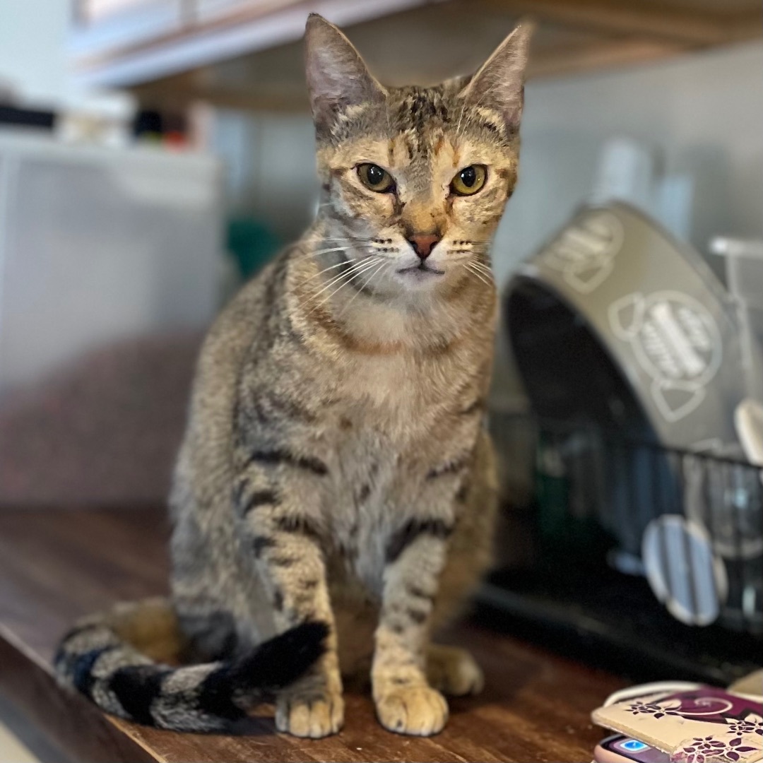 Cheerio, a Adoptable Domestic Short Hair in Port Wentworth, GA image 3/4