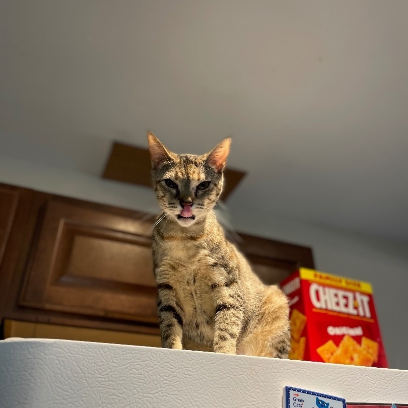 Cheerio, a Adoptable Domestic Short Hair in Port Wentworth, GA image 4/4