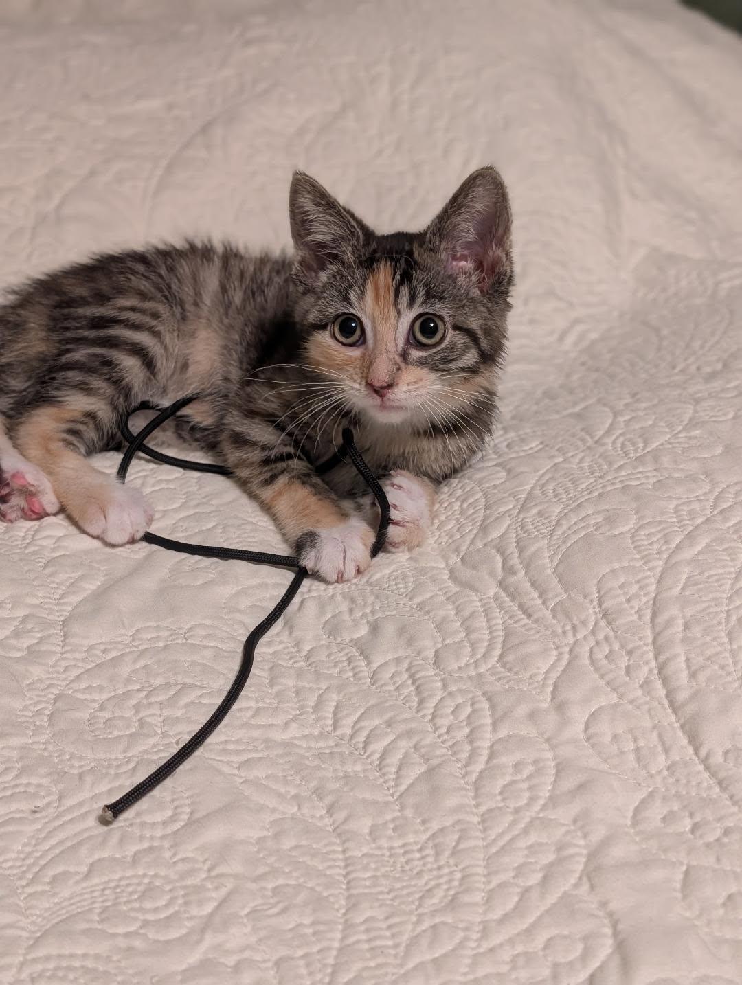 Anise - ADOPTION PENDING, adopted, Kitten Female Tortoiseshell & Domestic Short Hair.