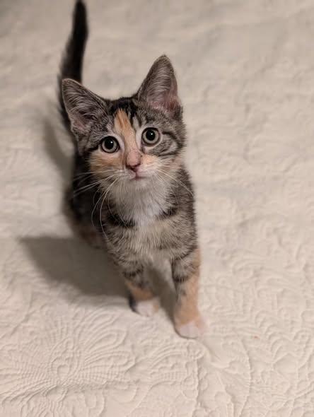 Anise - ADOPTION PENDING, an adopted mixed breed in Howell, MI image 2/2