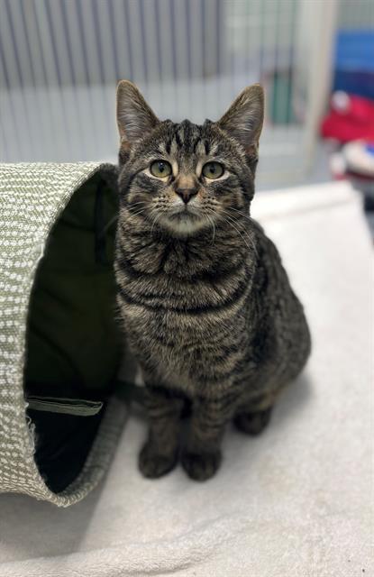 TROMBONE, Adoptable, Kitten Female Domestic Short Hair.