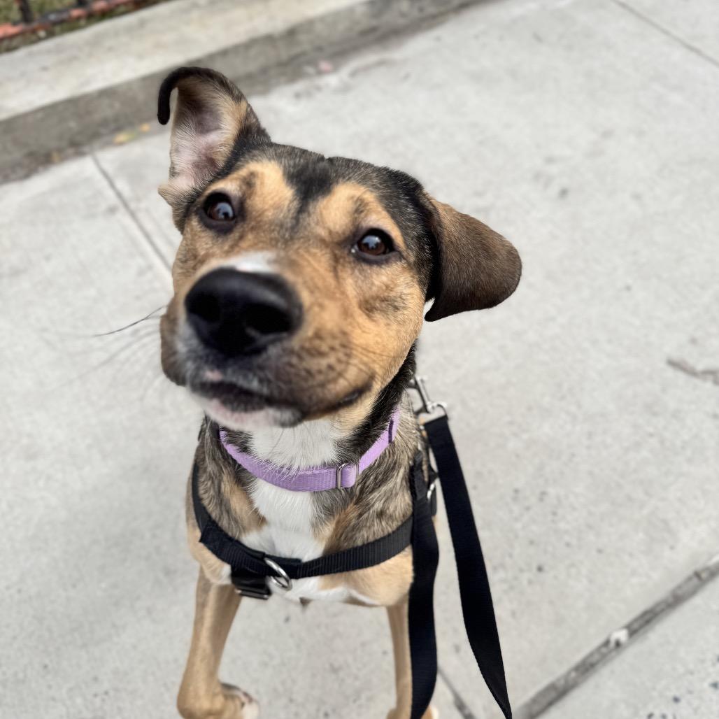 Theodore, Adoptable, Young Male Hound.