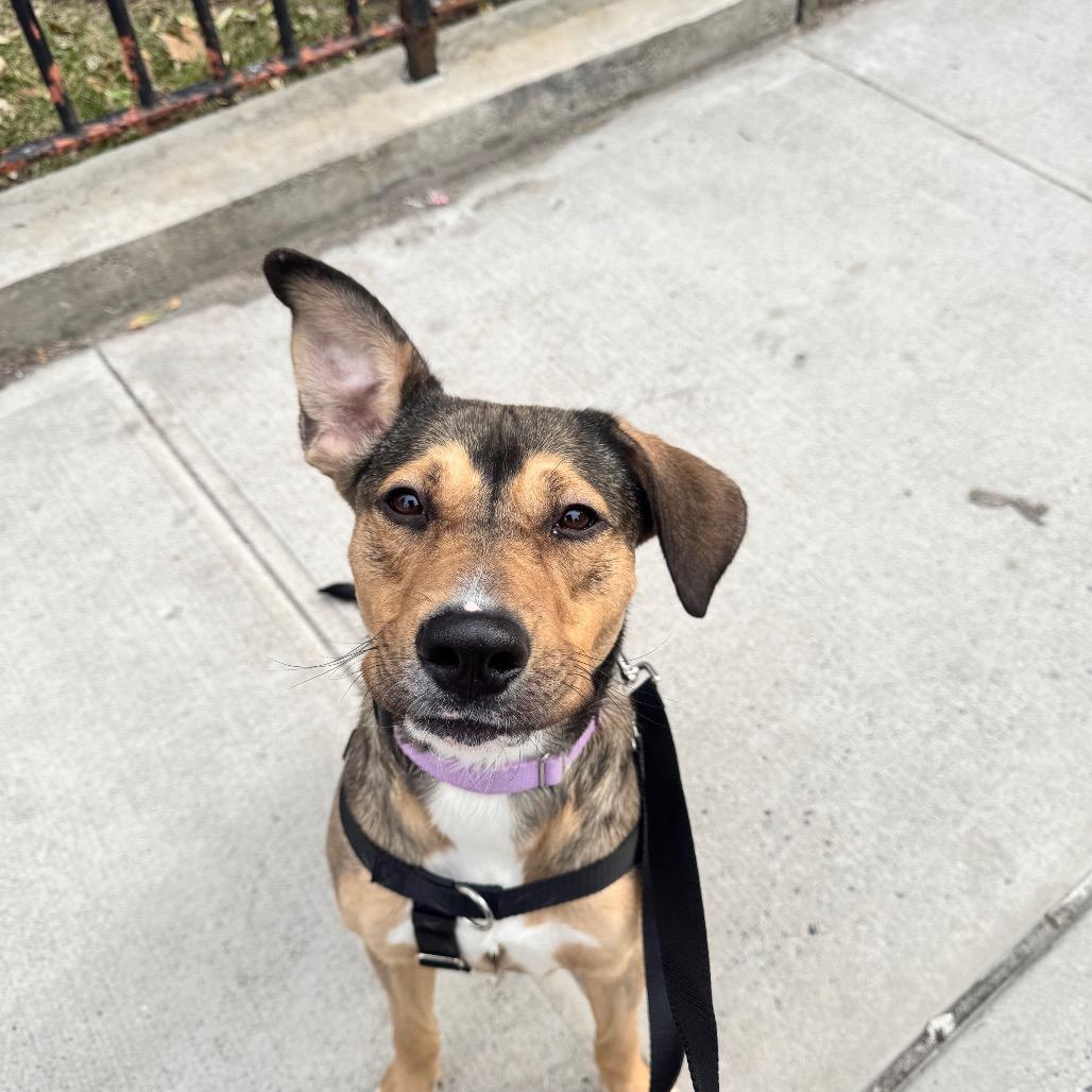 Enlarge Theodore, a Adoptable Hound in Jersey City, NJ image 2/6