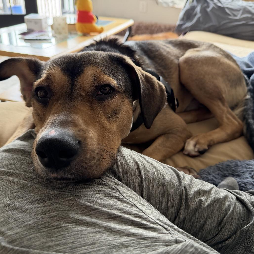 Theodore, a Adoptable Hound in Jersey City, NJ image 3/6