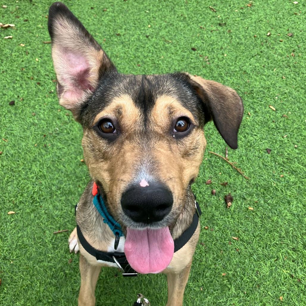Theodore, a Adoptable Hound in Jersey City, NJ image 4/6