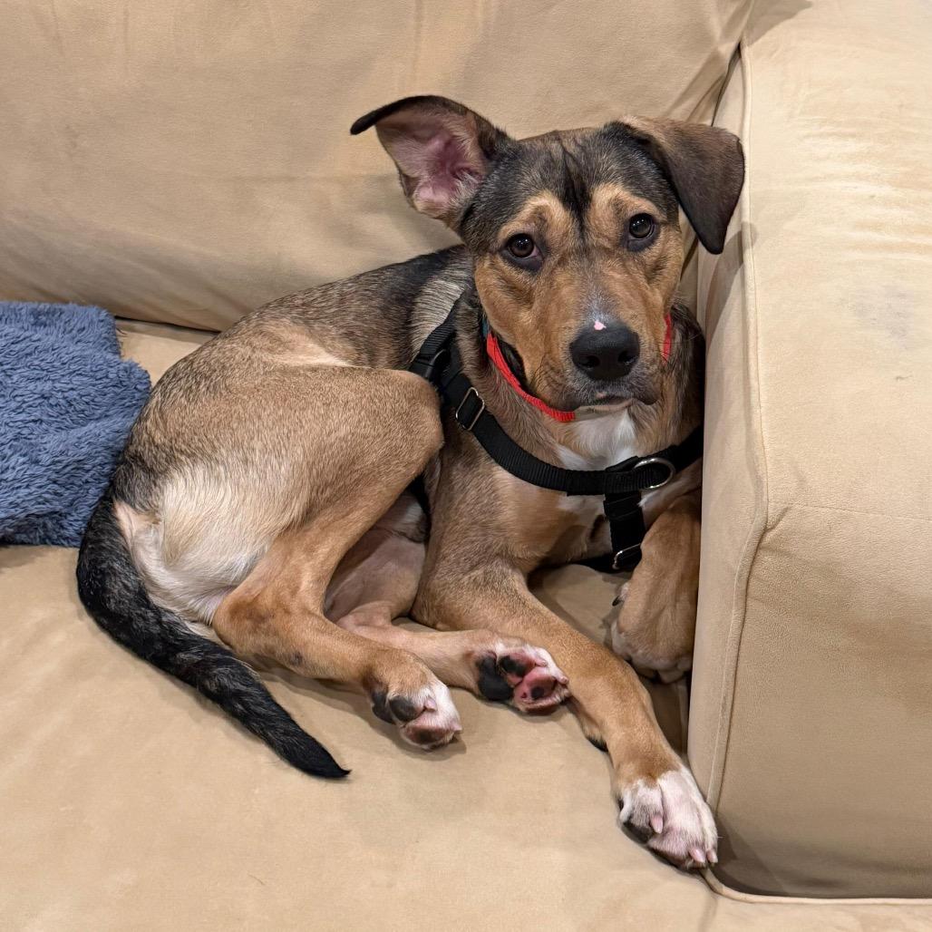 Theodore, a Adoptable Hound in Jersey City, NJ image 5/6