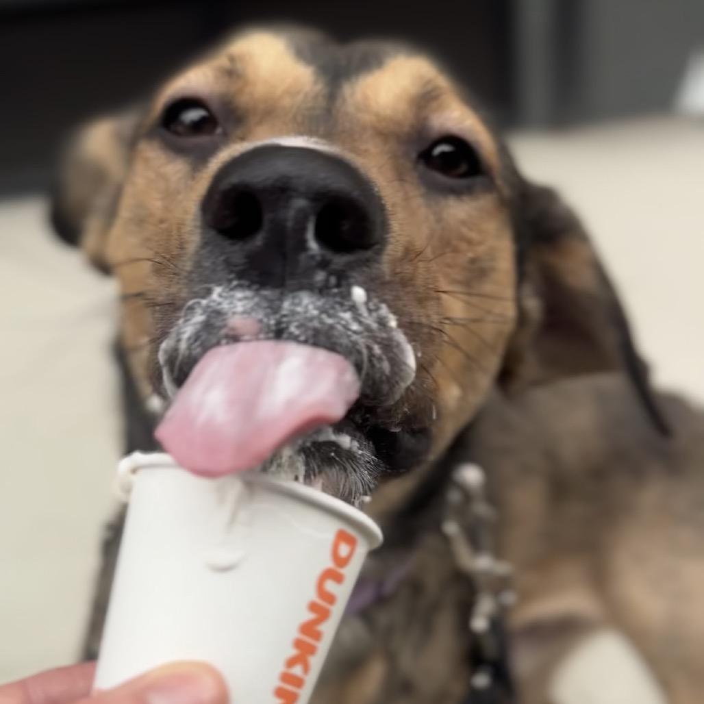 Theodore, a Adoptable Hound in Jersey City, NJ image 6/6