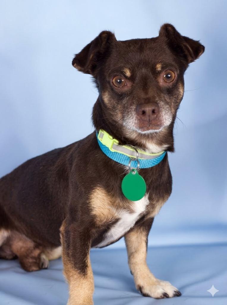 Enlarge Munchkin, a Adoptable Chihuahua in Gilbert, AZ image 1/1