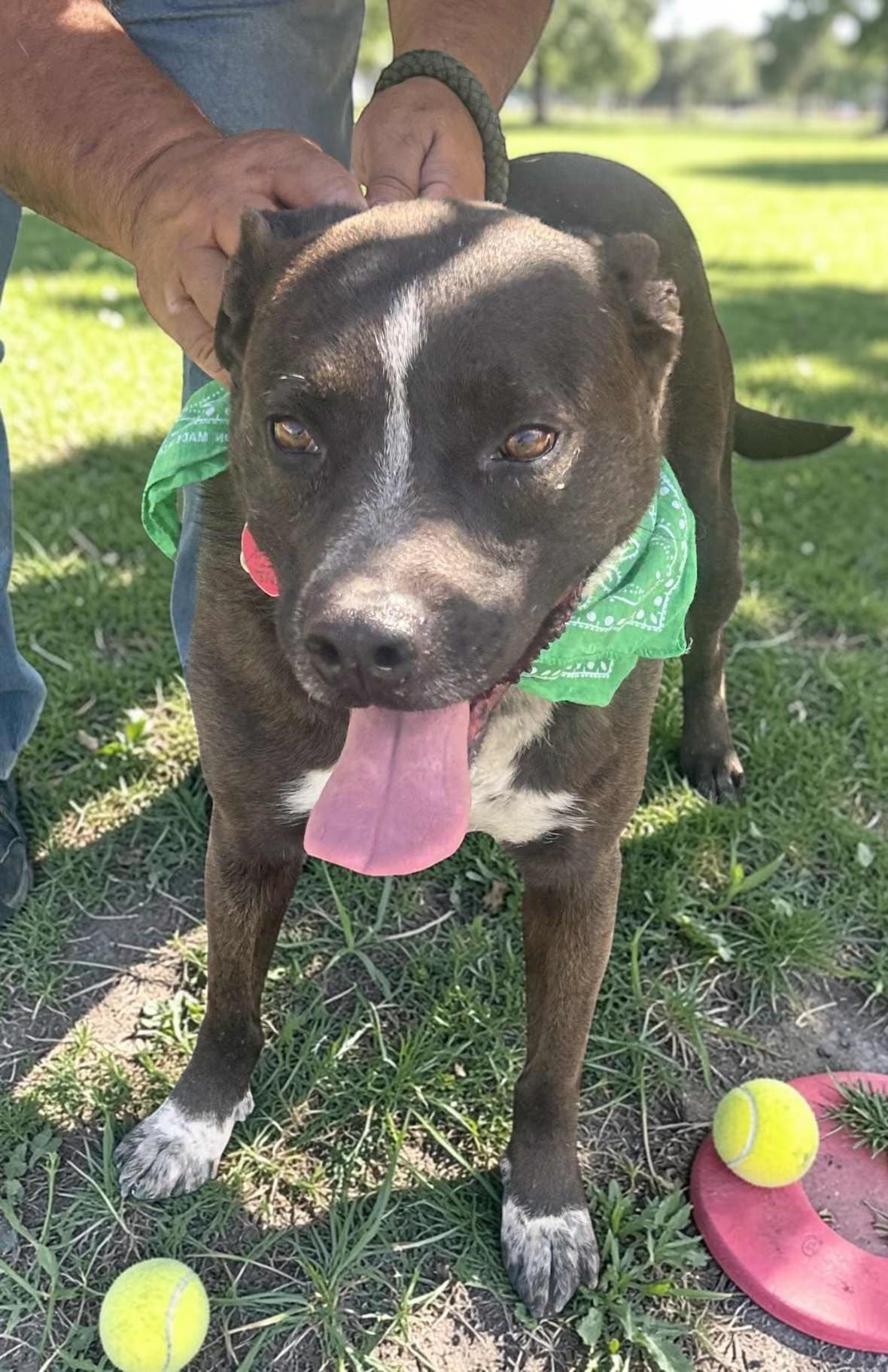 Enlarge Macy , an adopted mixed breed in Issaquah, WA image 2/6