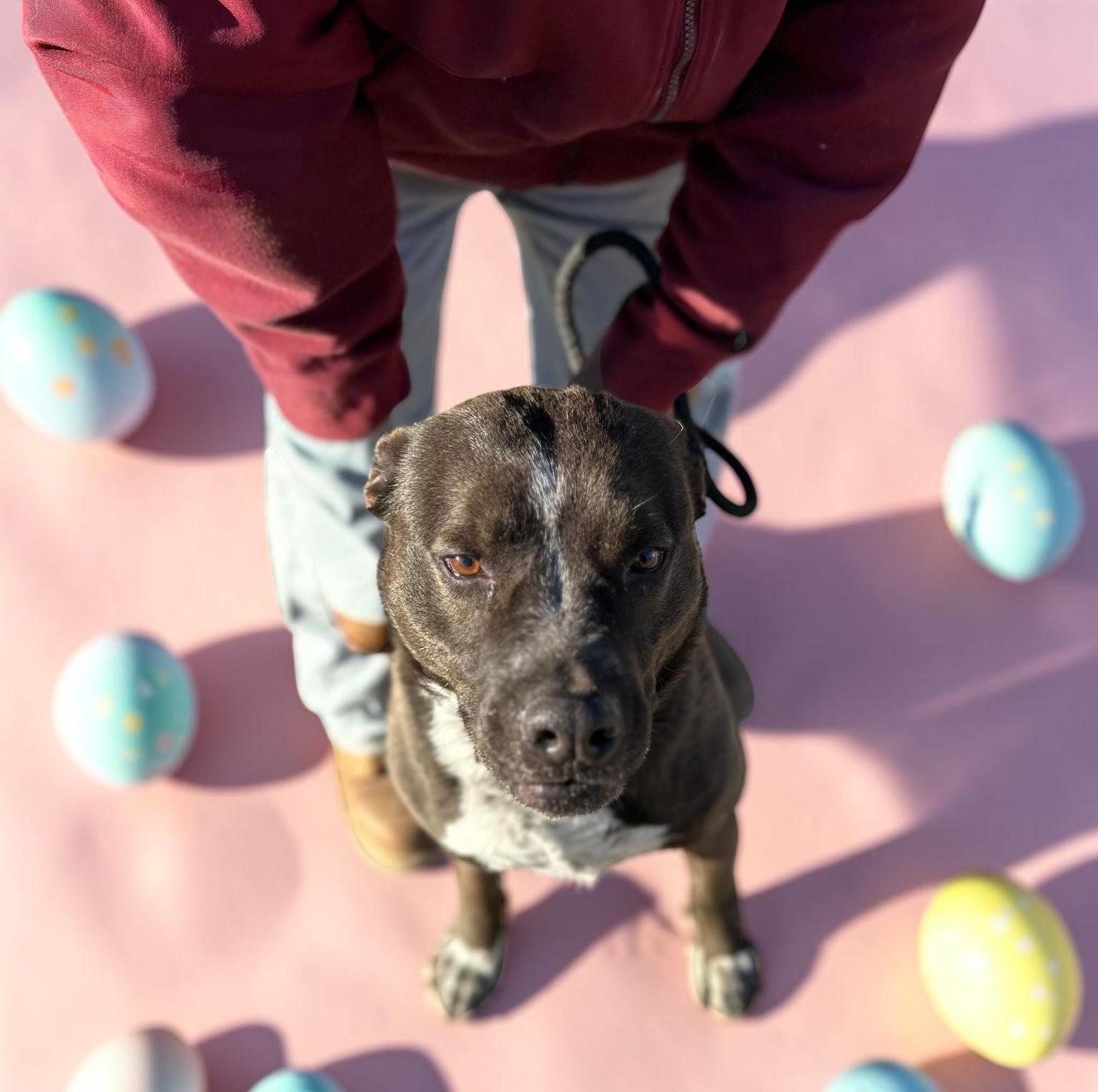 Enlarge Macy , an adopted mixed breed in Issaquah, WA image 3/6