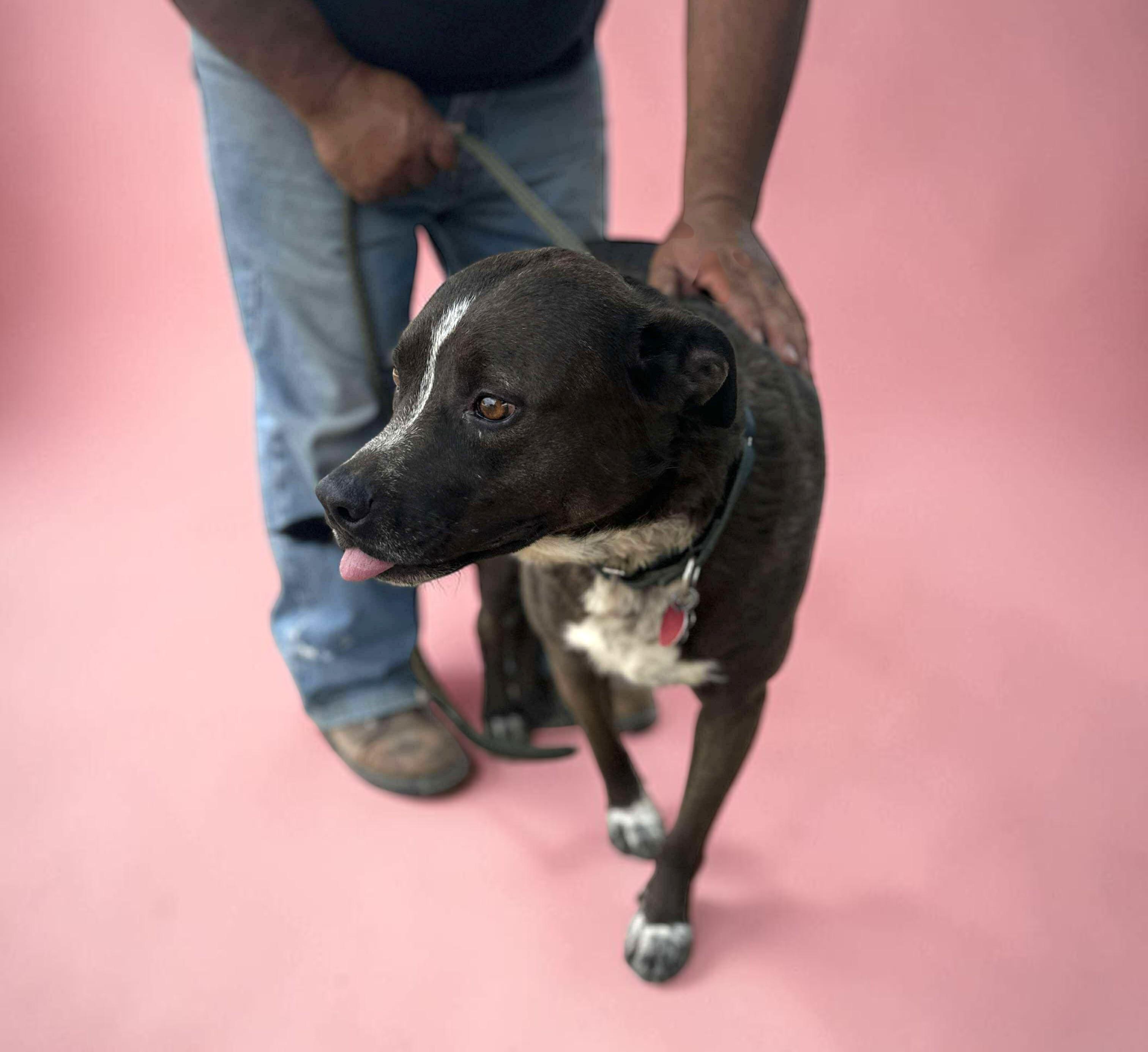 Enlarge Macy , an adopted mixed breed in Issaquah, WA image 4/6