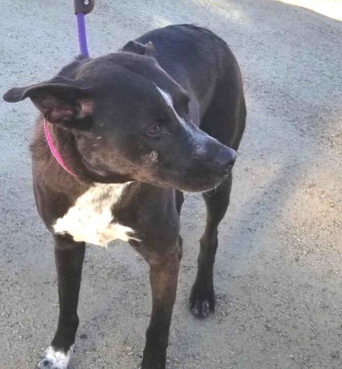 Enlarge Macy , an adopted mixed breed in Issaquah, WA image 1/6