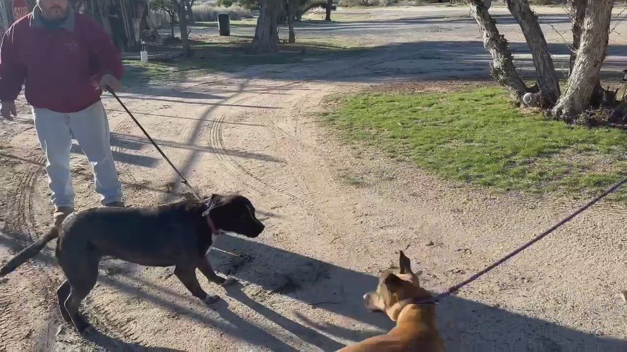 Enlarge Macy , an adopted mixed breed in Issaquah, WA video 5/6