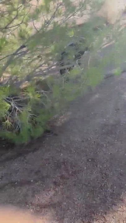 Enlarge Macy , an adopted mixed breed in Issaquah, WA video 6/6