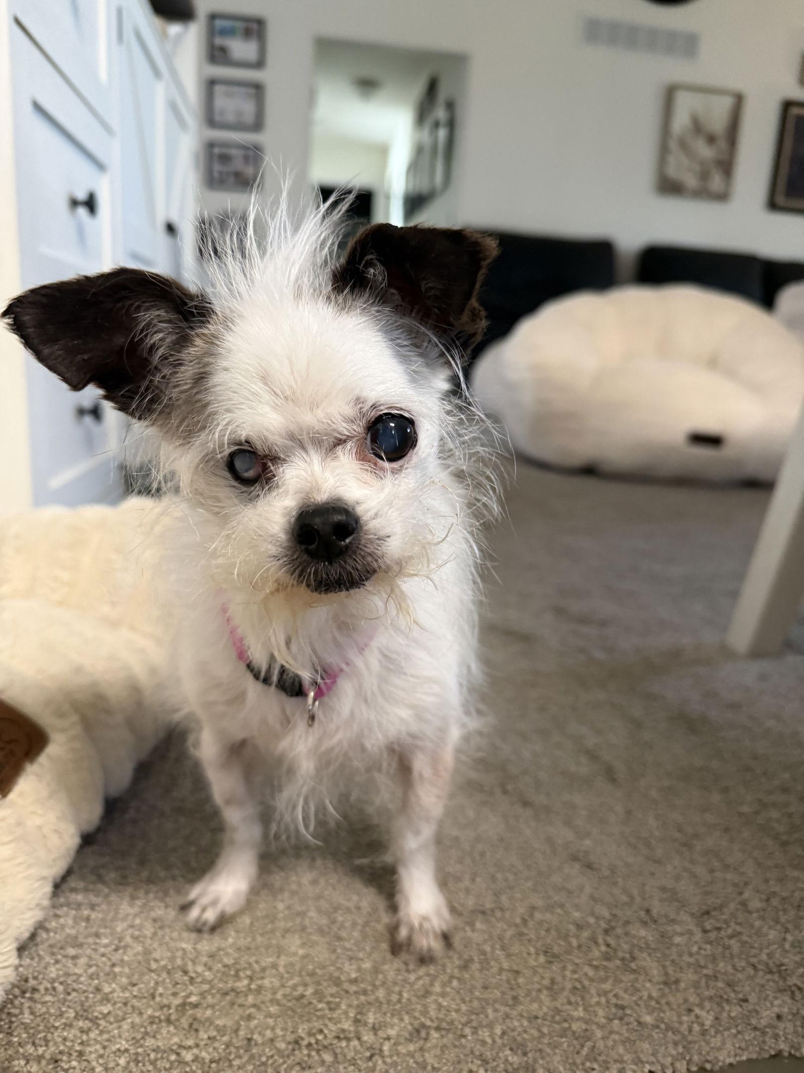 Enlarge Hattie, a Adopted mixed breed in Alexandria, KY image 1/3