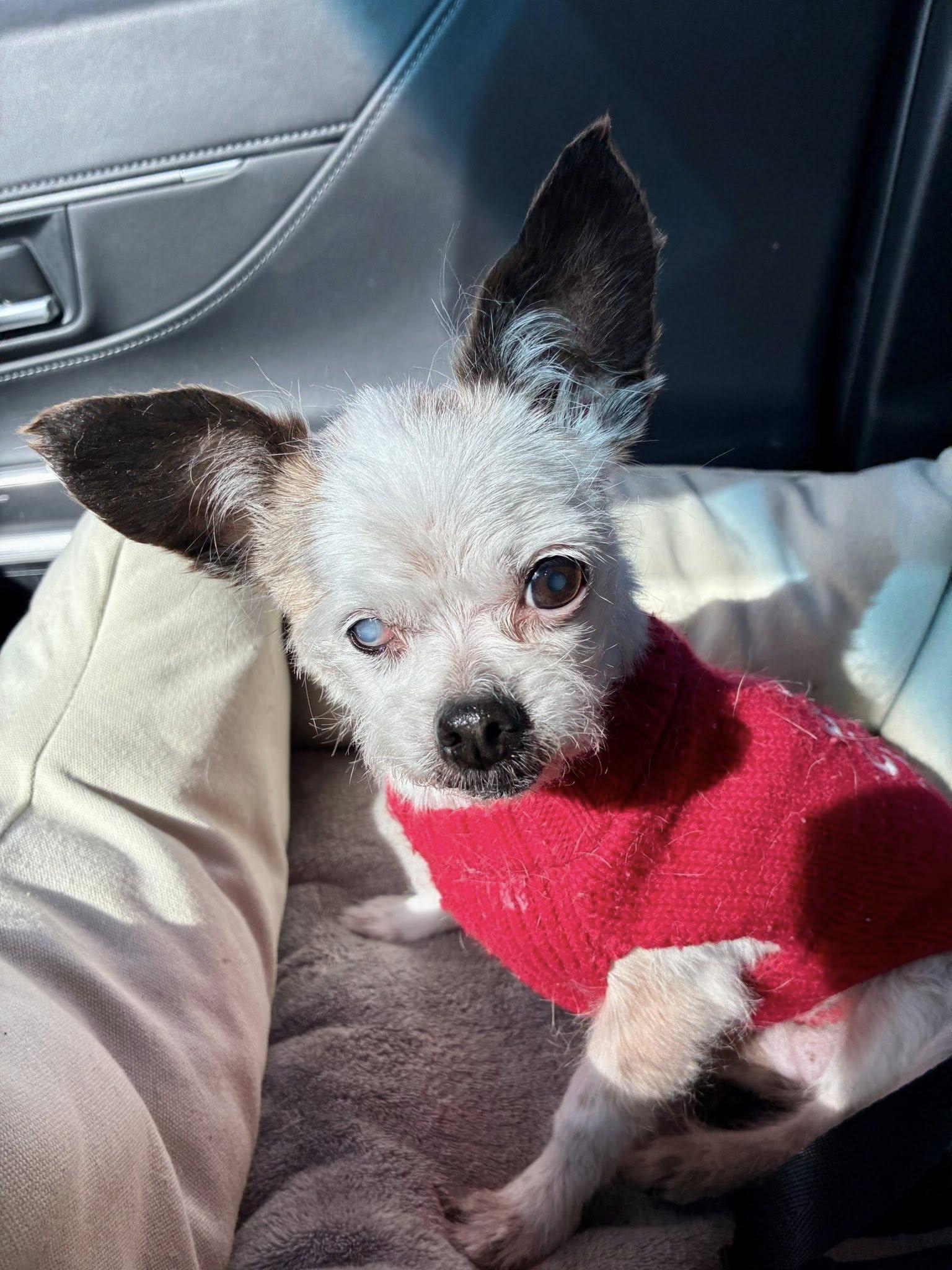 Enlarge Hattie, a Adopted mixed breed in Alexandria, KY image 2/3