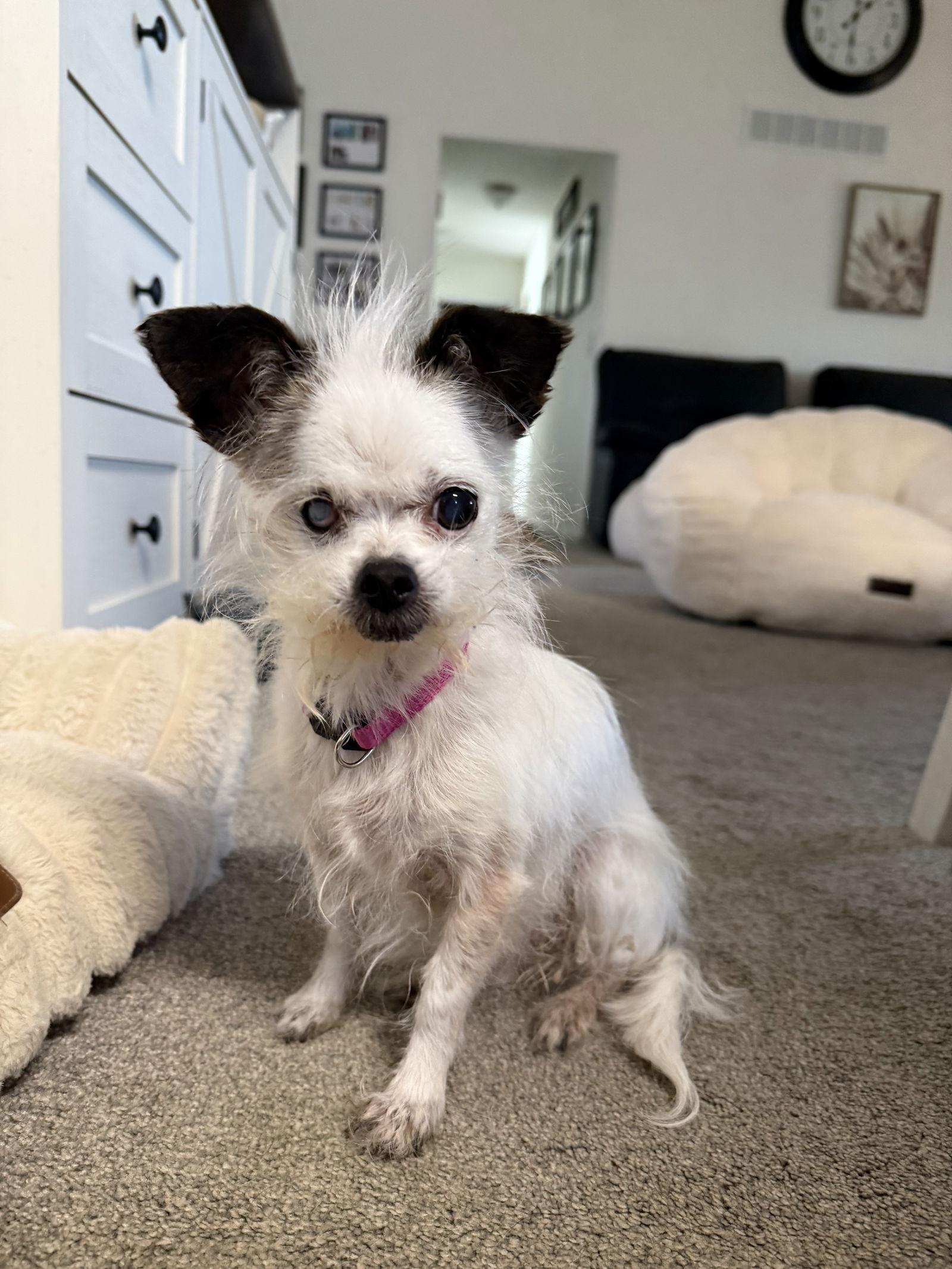 Enlarge Hattie, a Adopted mixed breed in Alexandria, KY image 3/3