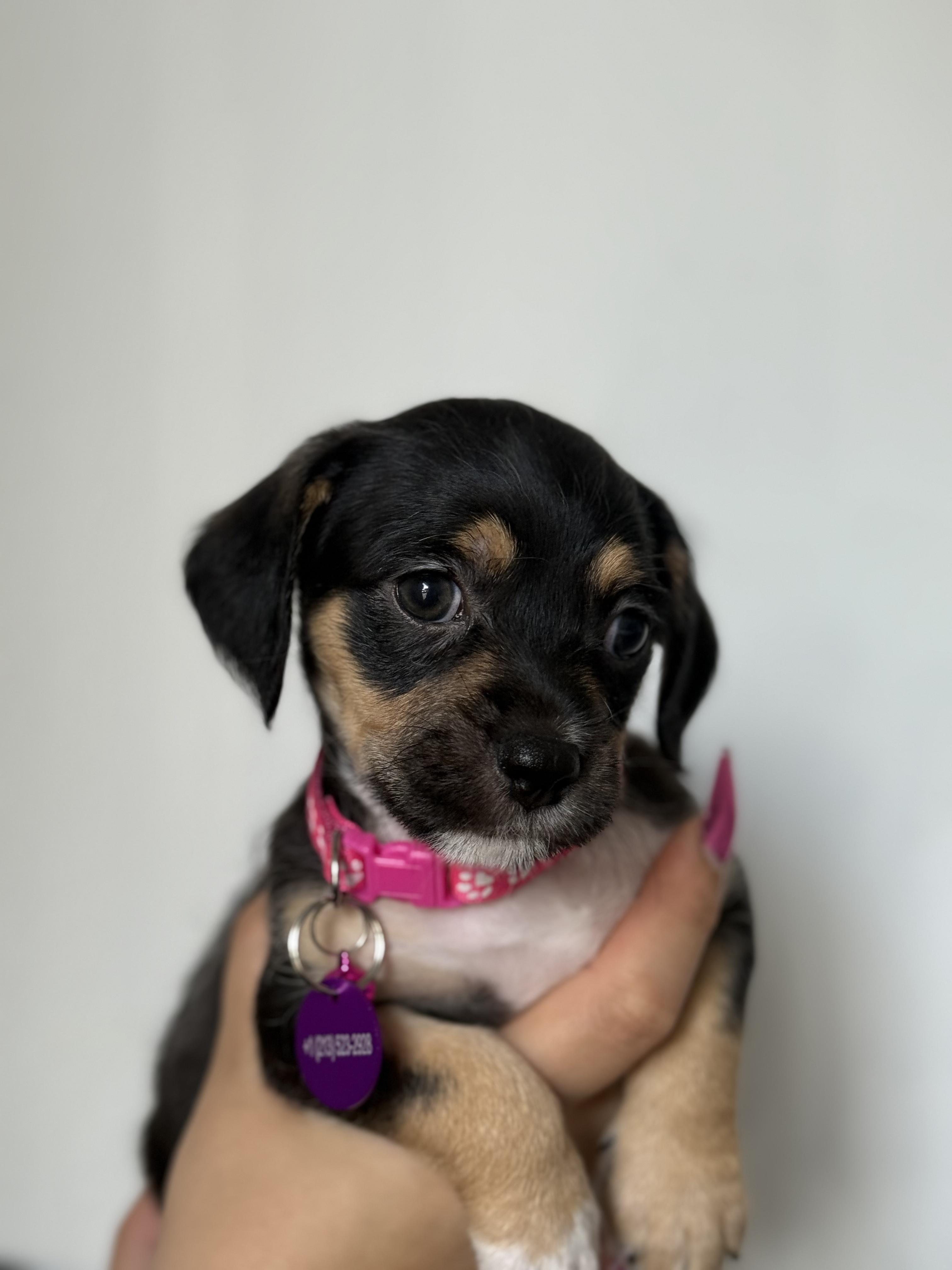 Enlarge Nala, a ADOPTABLE mixed breed in West Hollywood, CA image 4/4