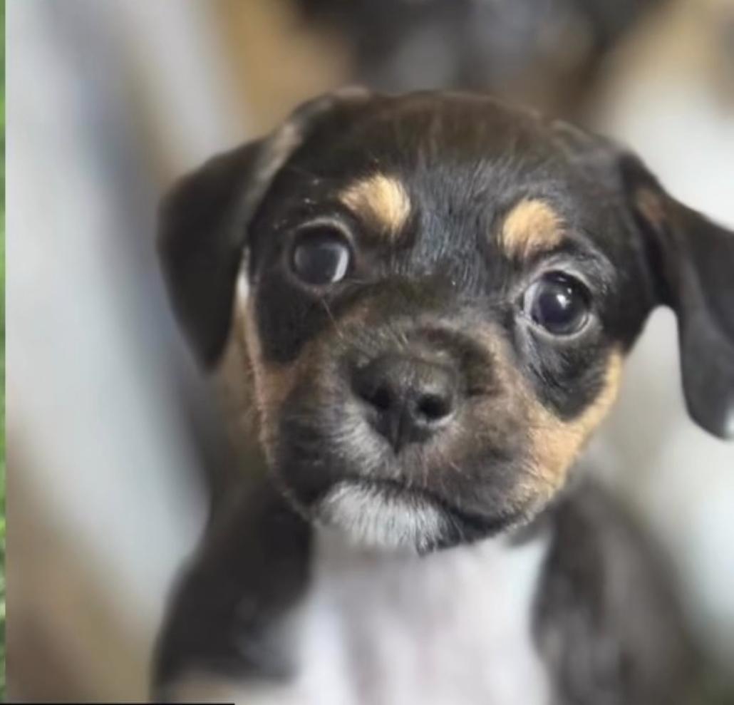 Enlarge Nala, a ADOPTABLE mixed breed in West Hollywood, CA image 3/4