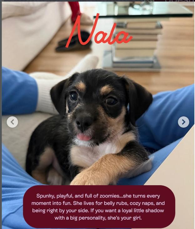 Enlarge Nala, a ADOPTABLE mixed breed in West Hollywood, CA image 2/4
