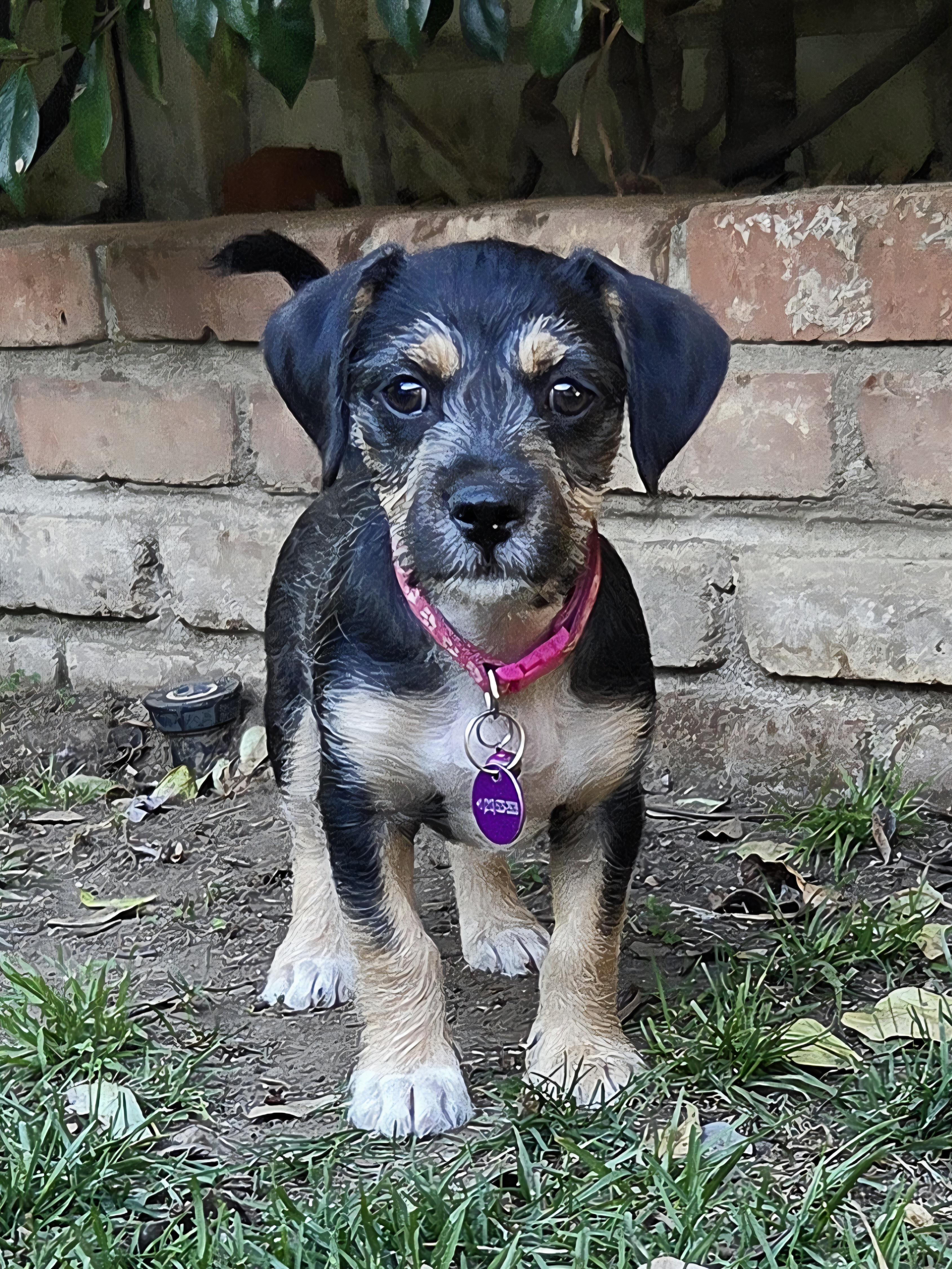 Enlarge Nala, a ADOPTABLE mixed breed in West Hollywood, CA image 2/3