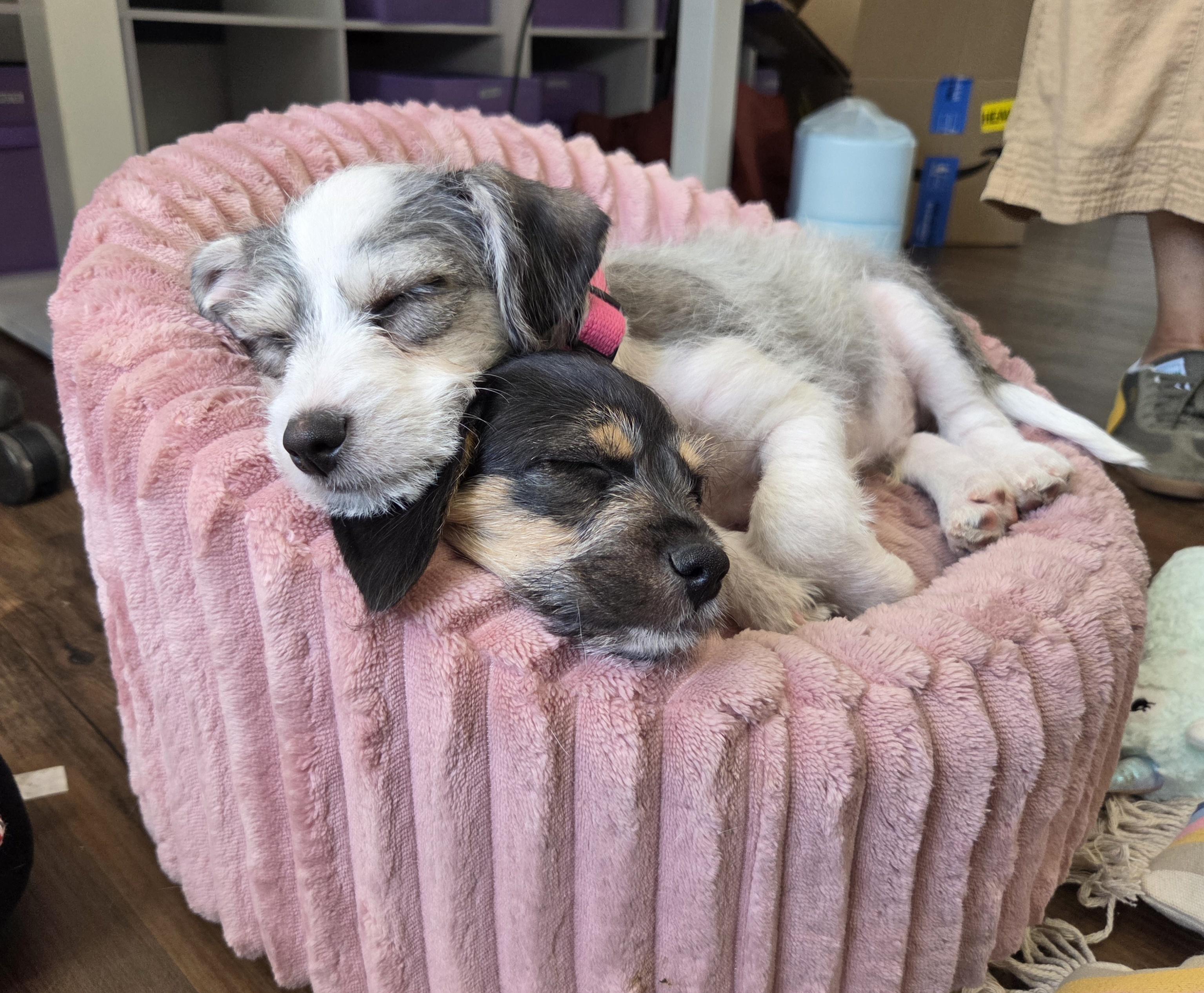 Enlarge Nala, a ADOPTABLE mixed breed in West Hollywood, CA image 3/3