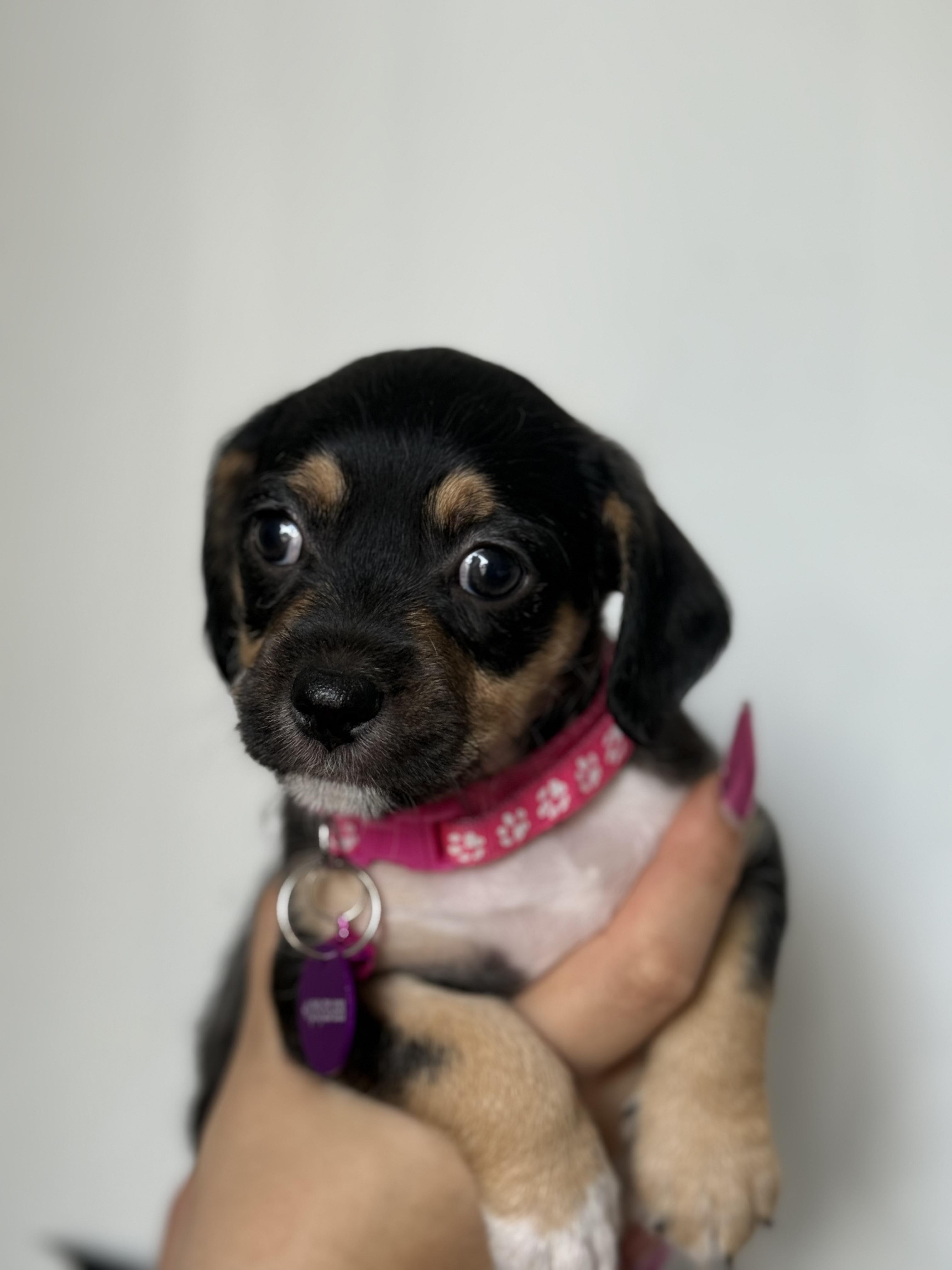 Enlarge Nala, a ADOPTABLE mixed breed in West Hollywood, CA image 1/4