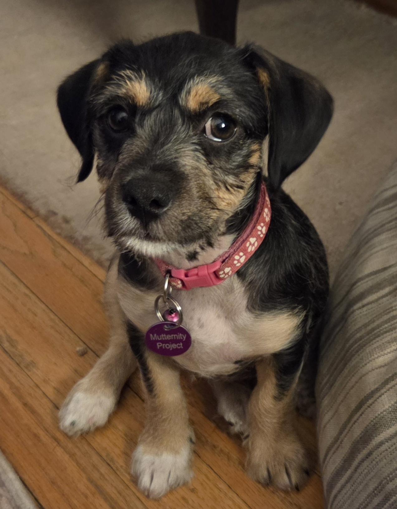Nala, ADOPTABLE, Puppy Female Chihuahua & Terrier.