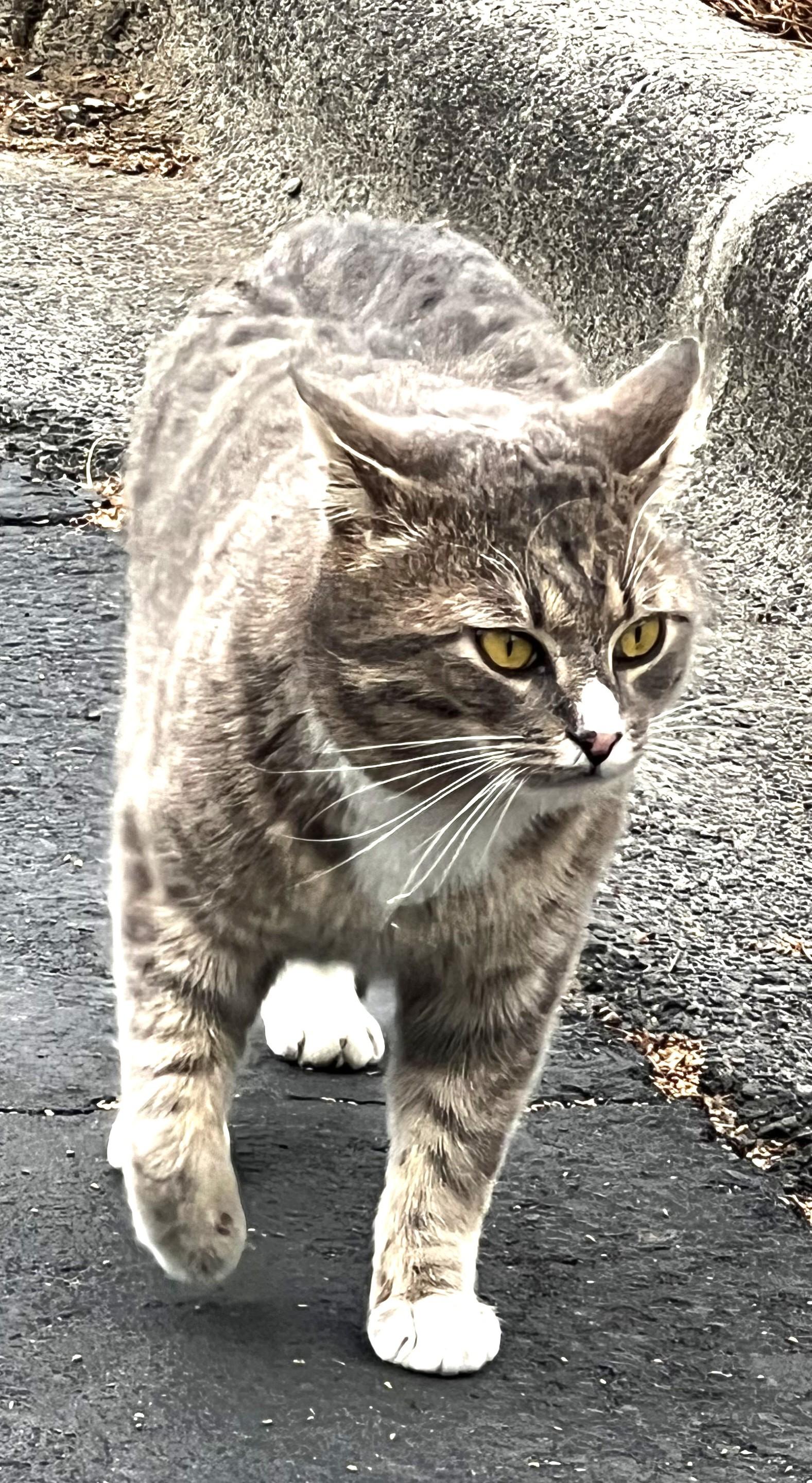 Enlarge Big Papa, a Adoptable Domestic Medium Hair in Charlotte, NC image 3/4