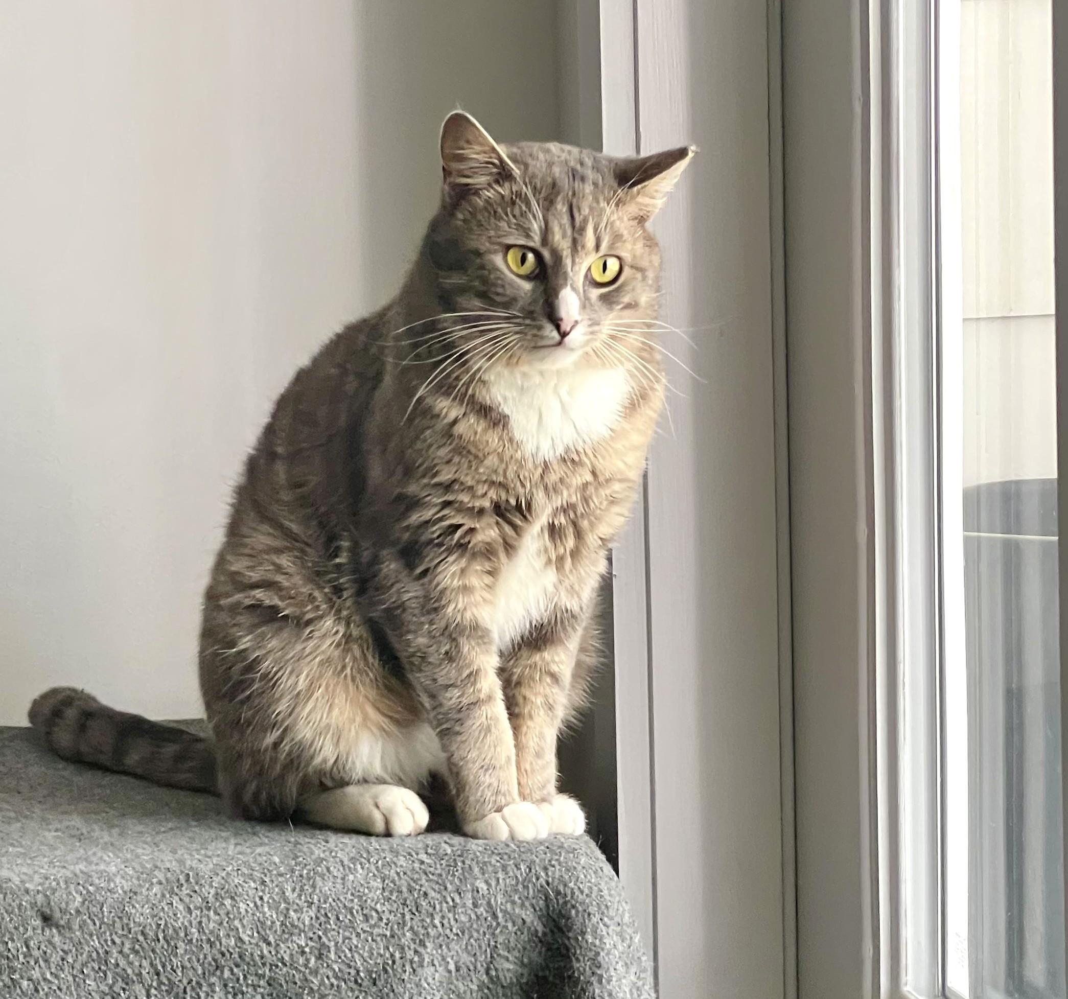 Big Papa, Adoptable, Young Male Domestic Medium Hair.