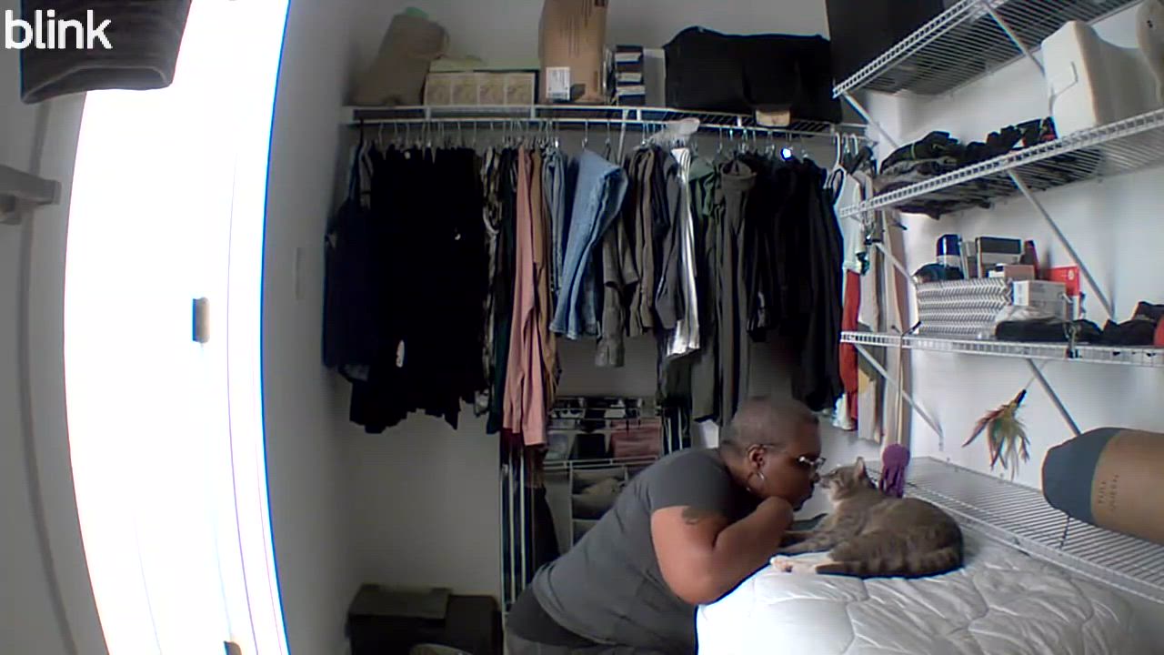 Enlarge Big Papa, a Adoptable Domestic Medium Hair in Charlotte, NC video 4/4