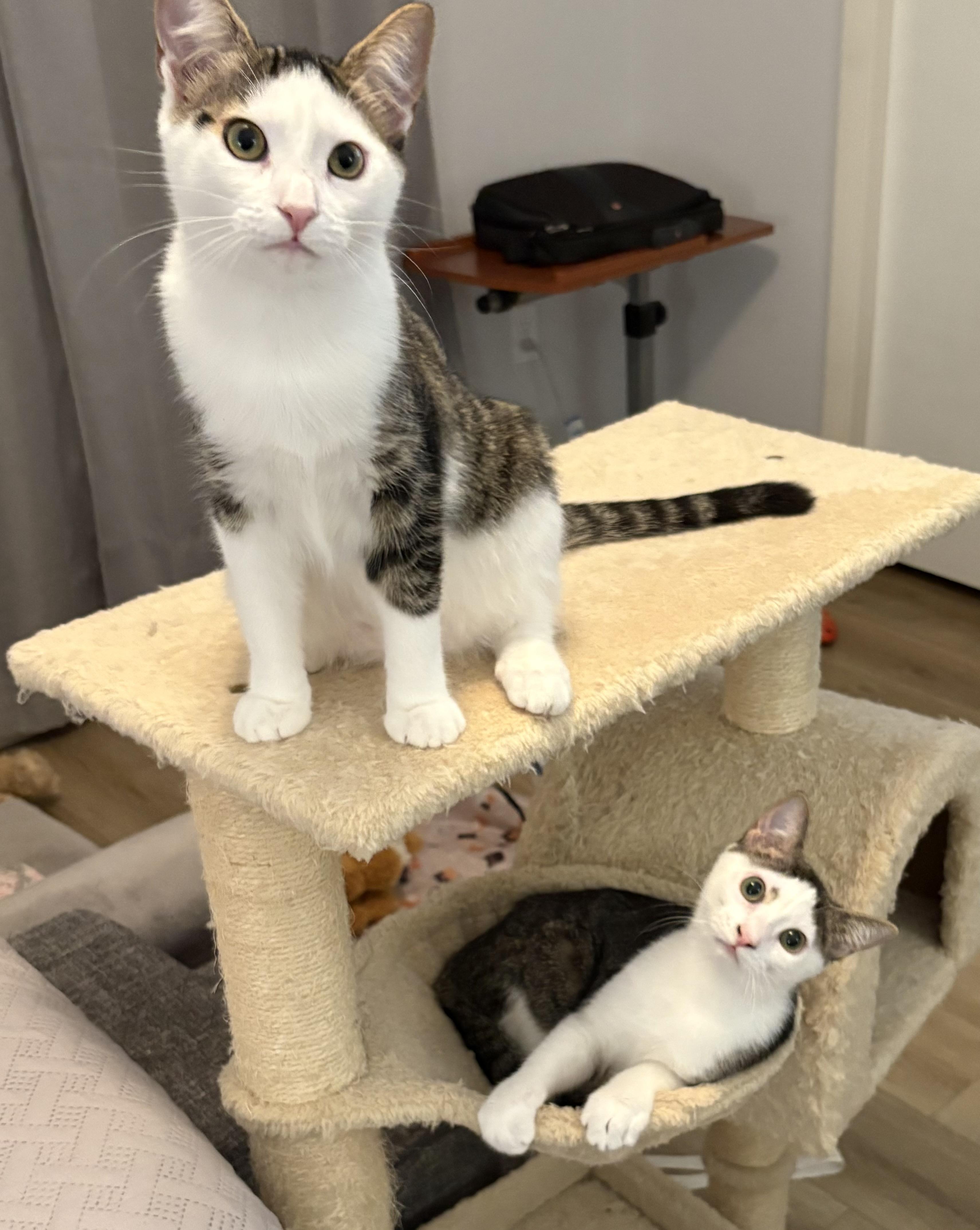 Ariel, a Adoptable Domestic Short Hair in Brooksville, FL image 4/5